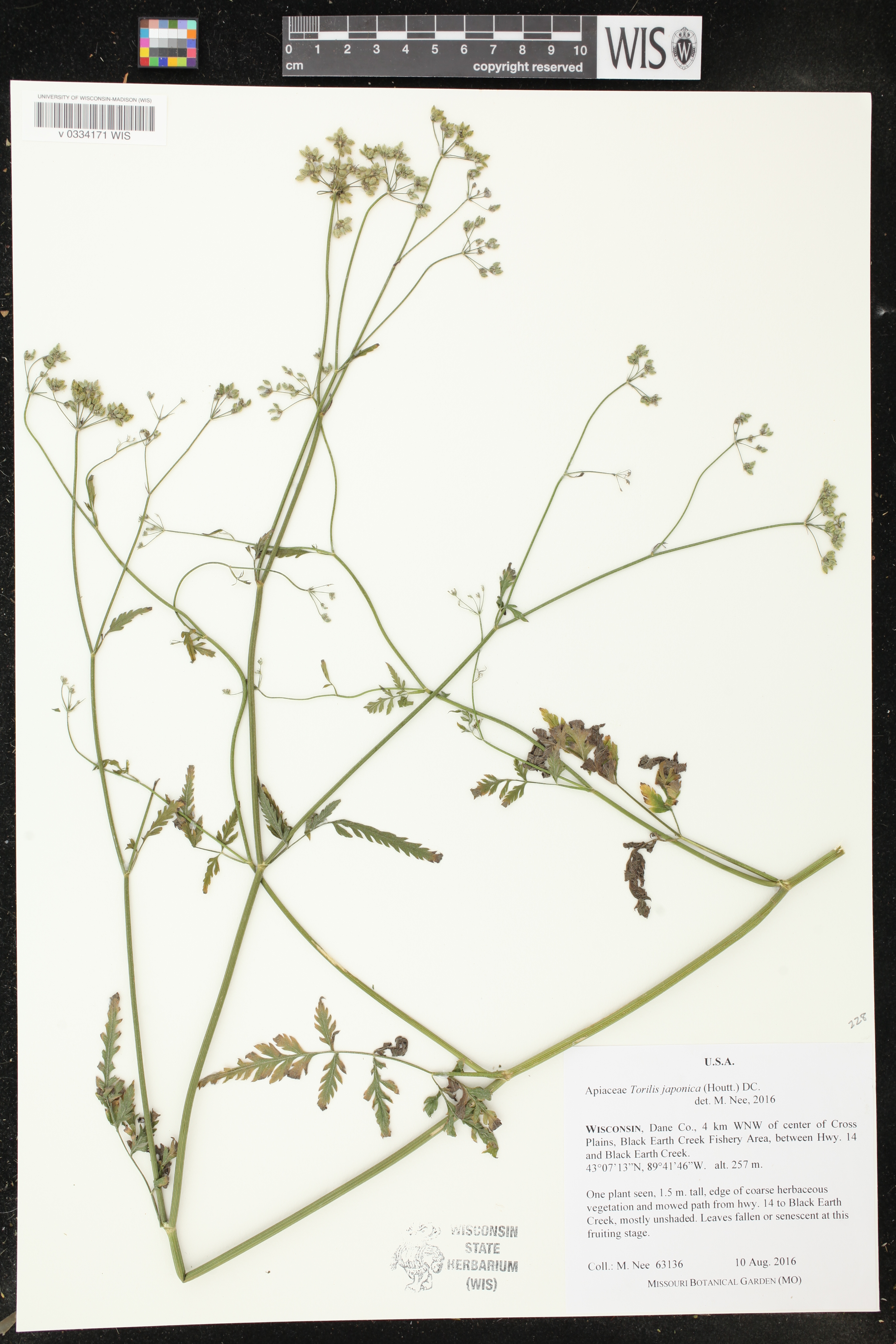 Torilis japonica image