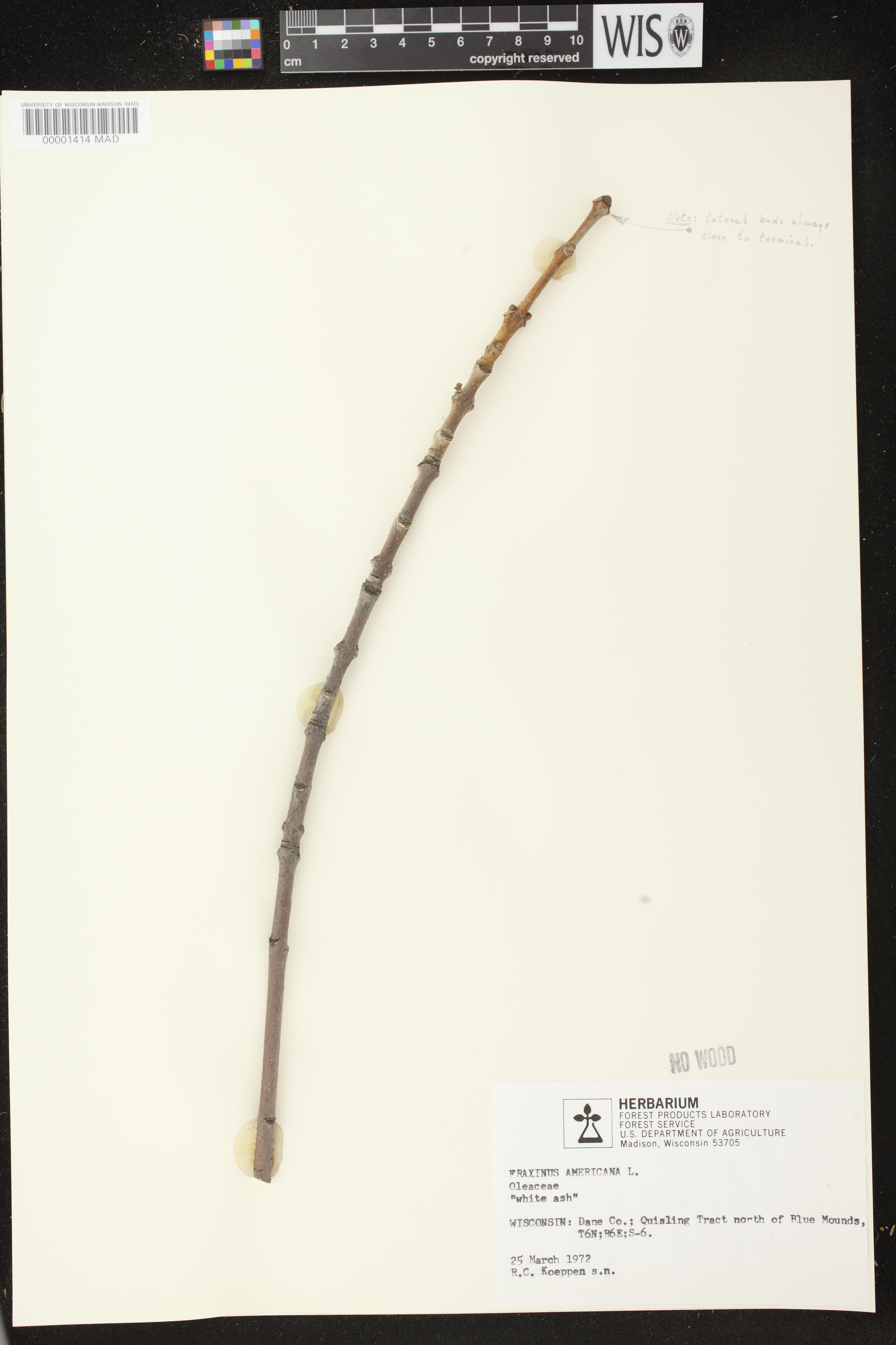 Fraxinus americana image