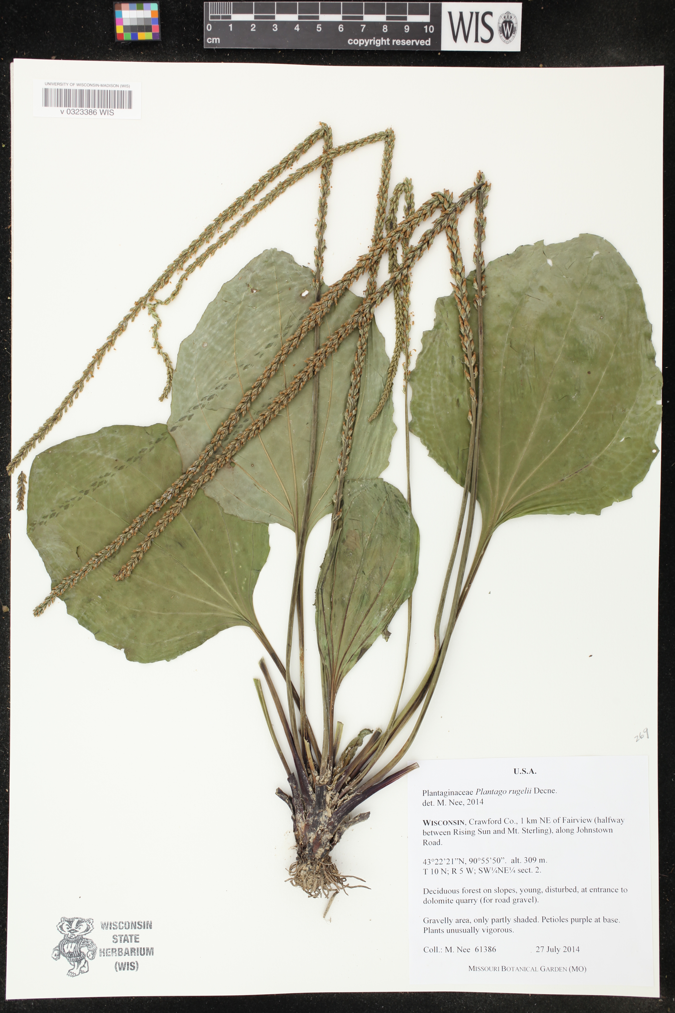 Plantago rugelii image