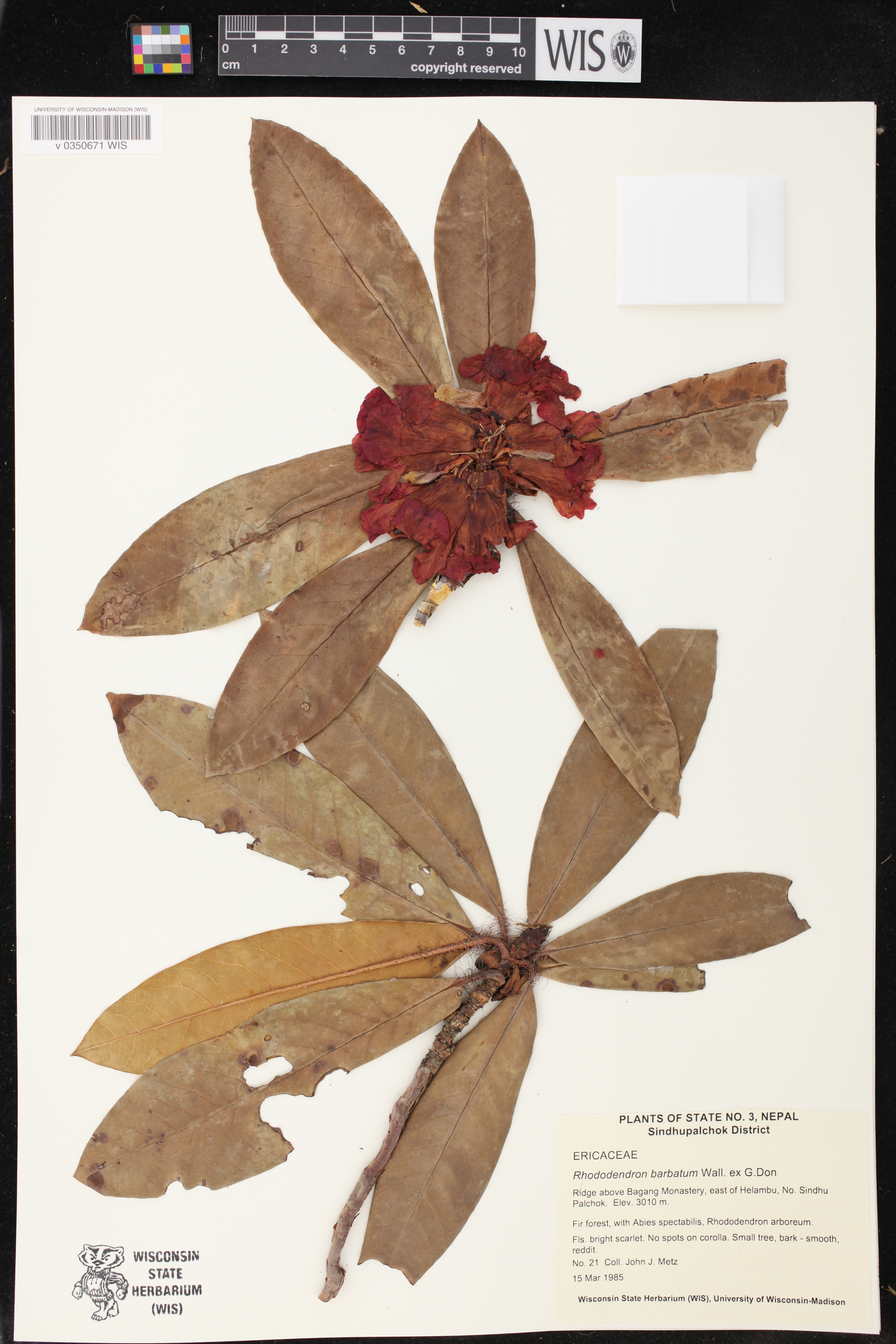 Rhododendron barbatum image