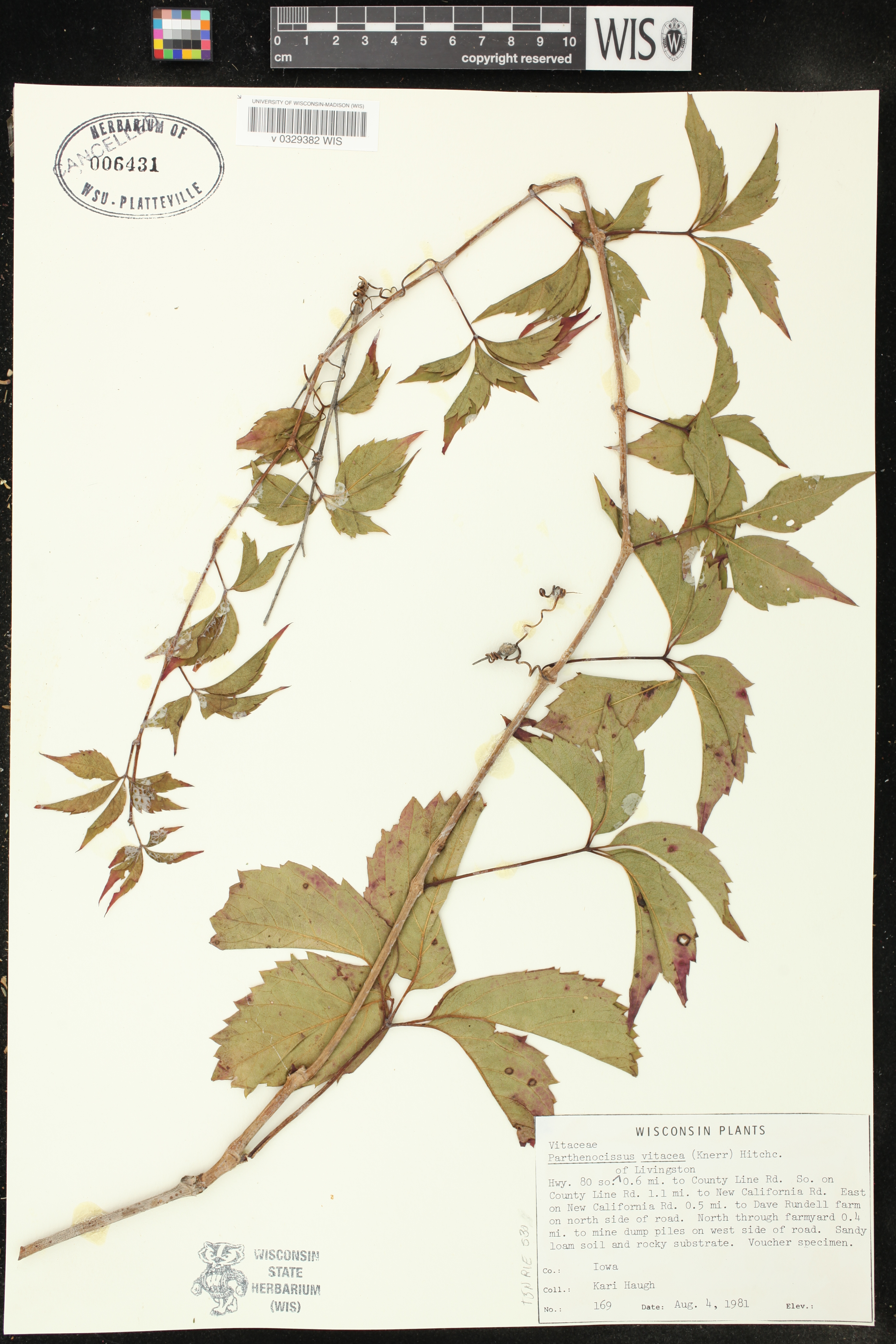 Parthenocissus inserta image