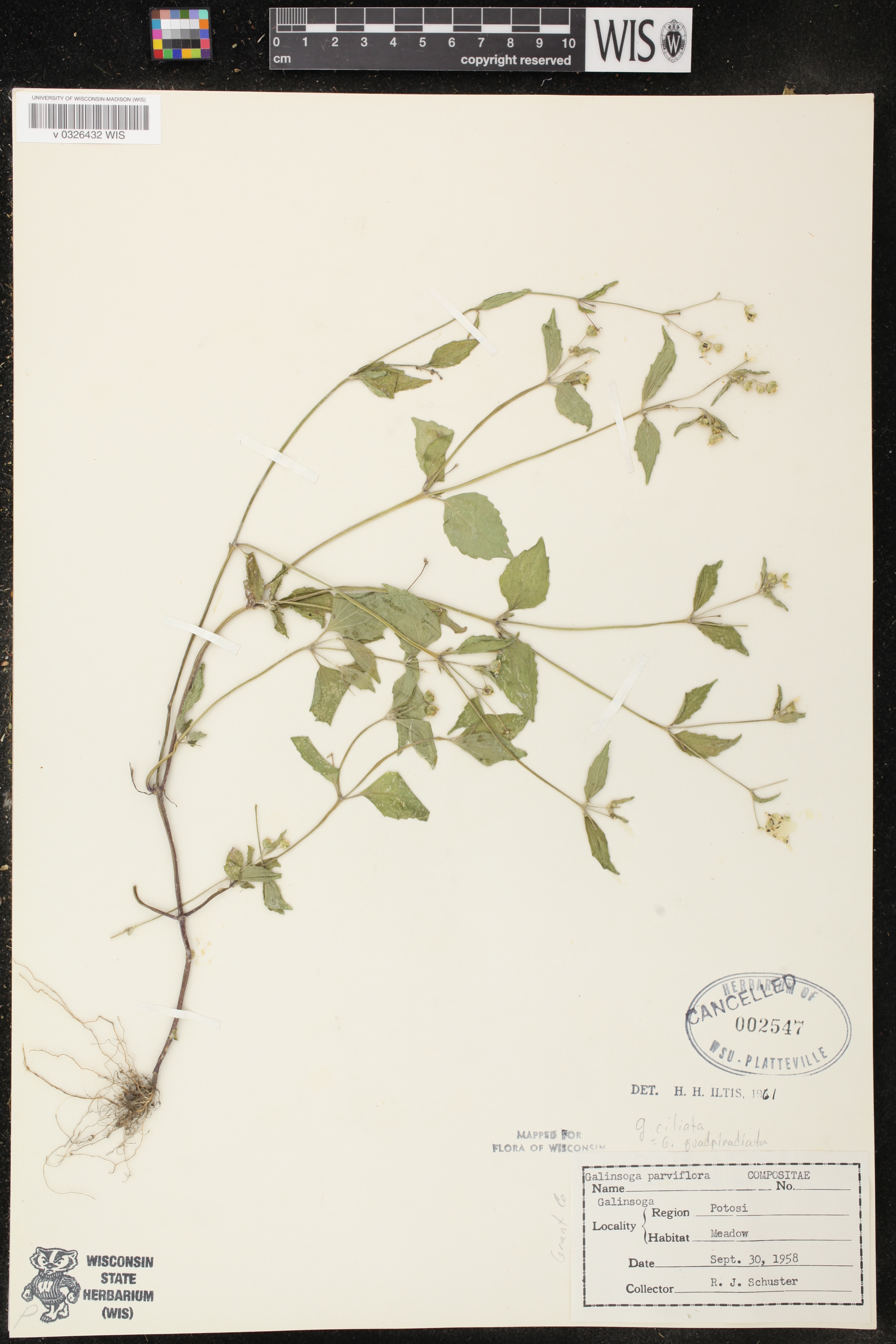 Galinsoga quadriradiata image