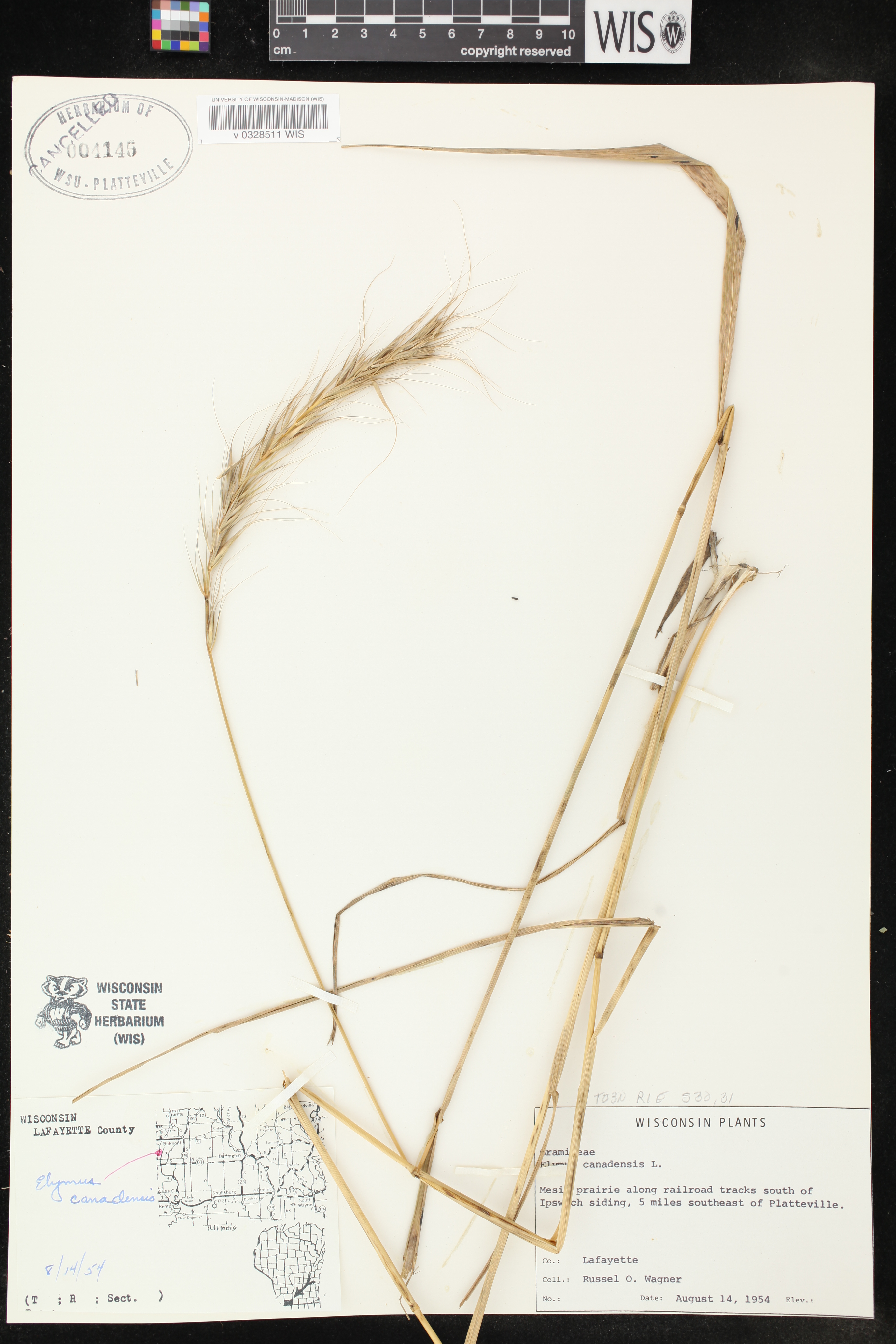Elymus canadensis image