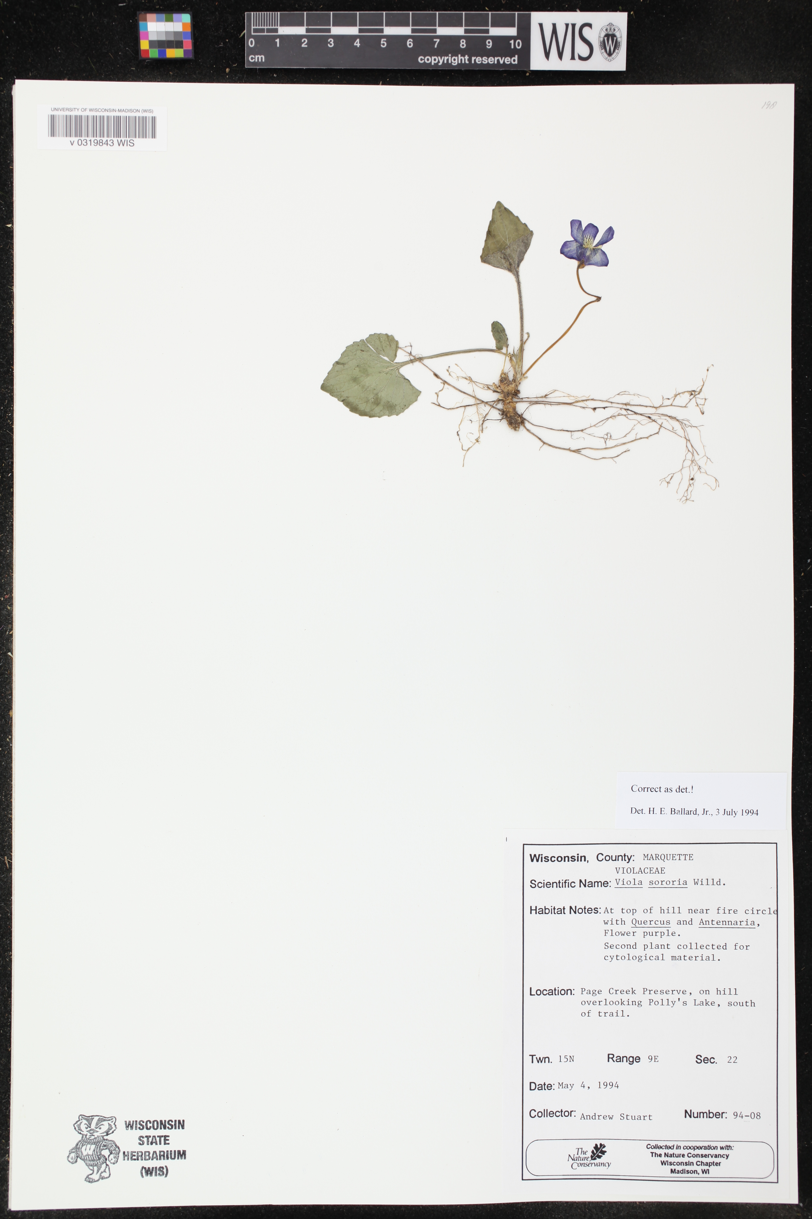 Viola sororia image