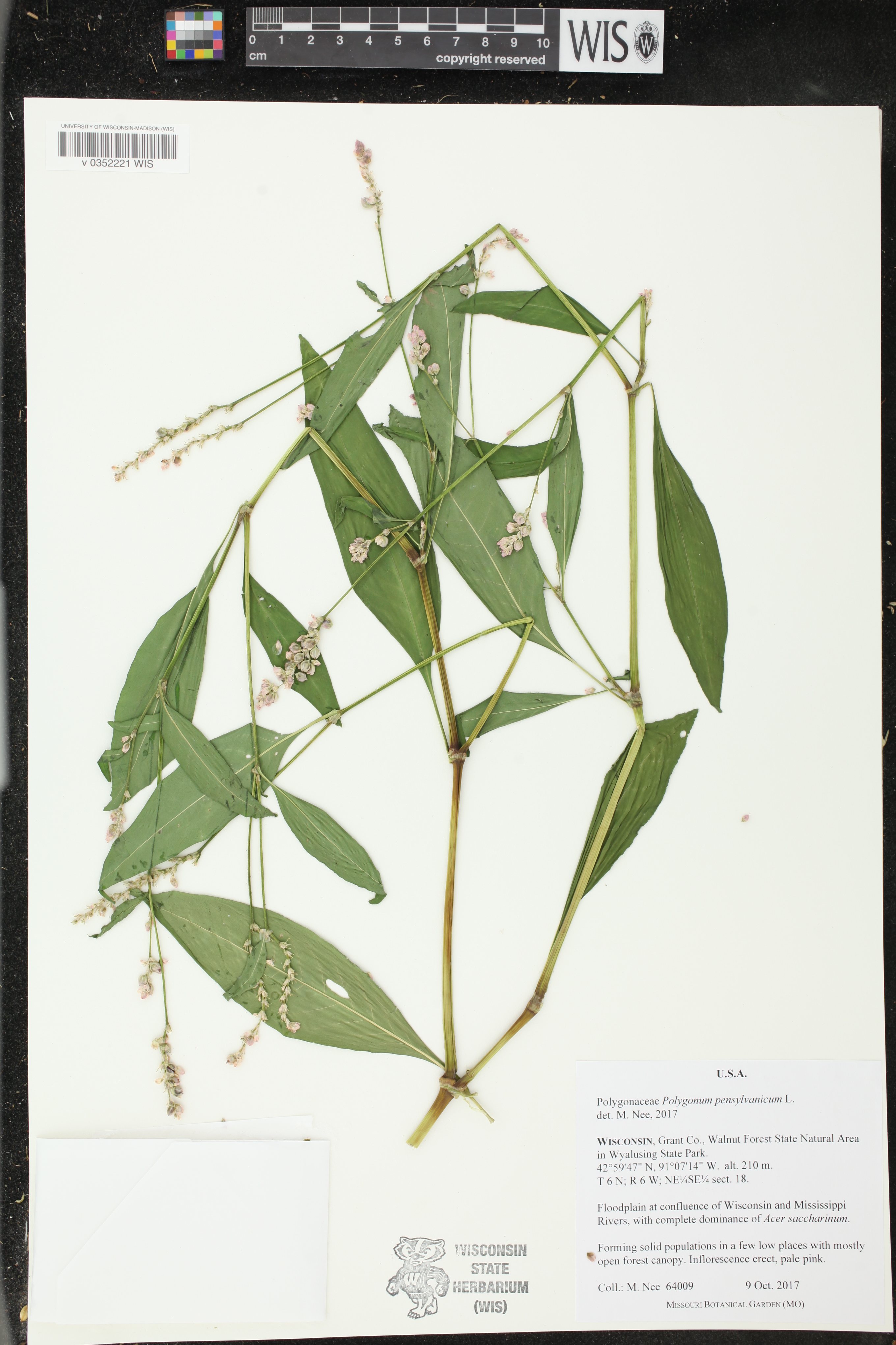 Persicaria pensylvanica image