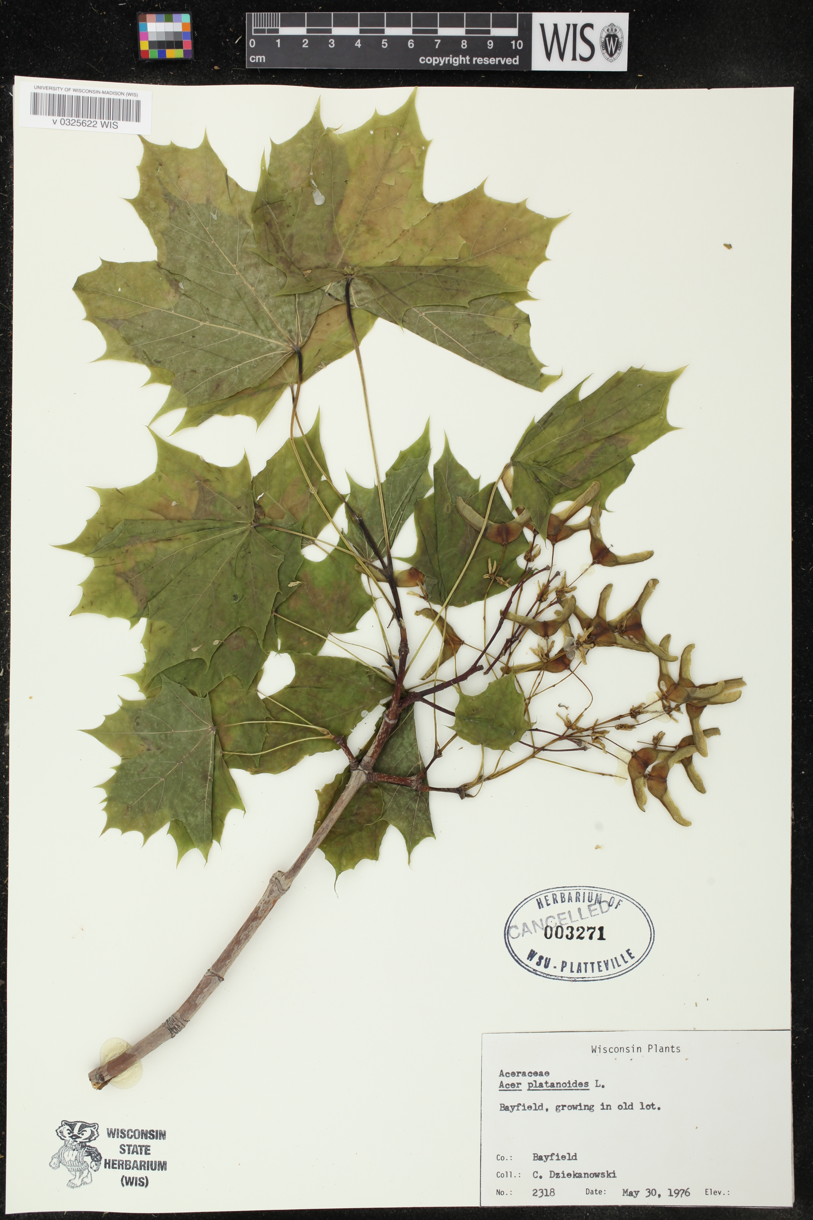 Acer platanoides image