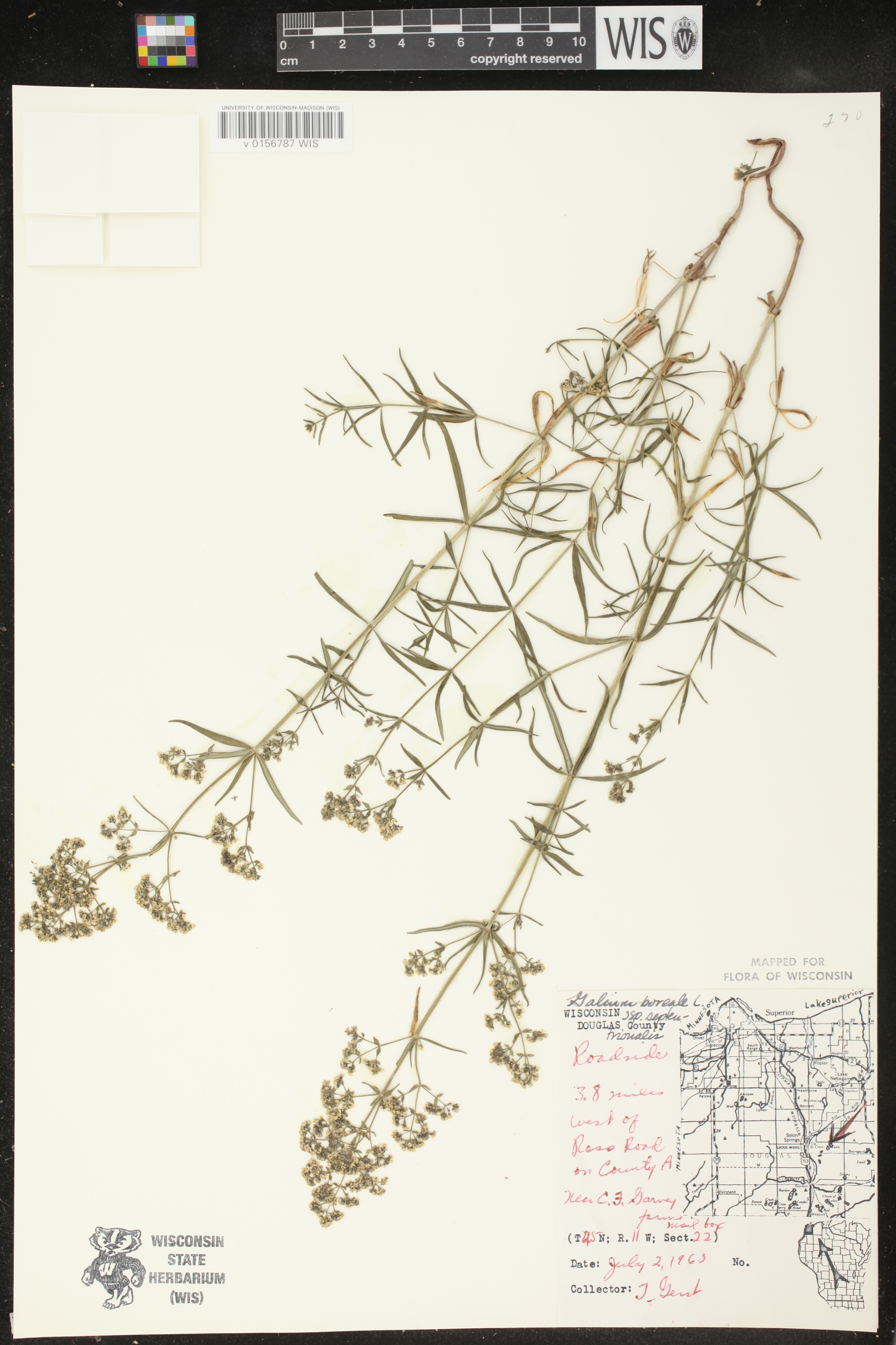 Galium boreale image