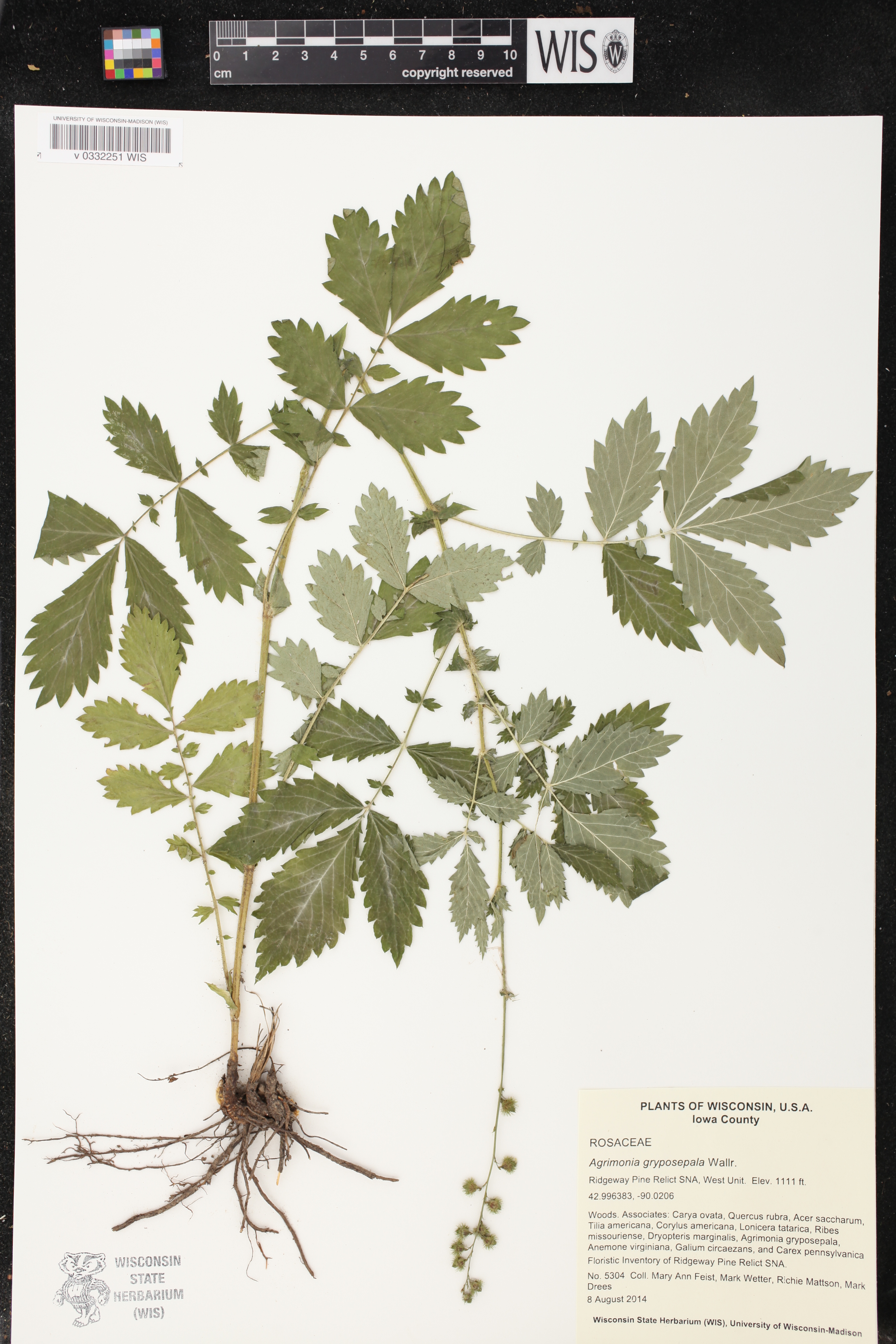 Agrimonia gryposepala image