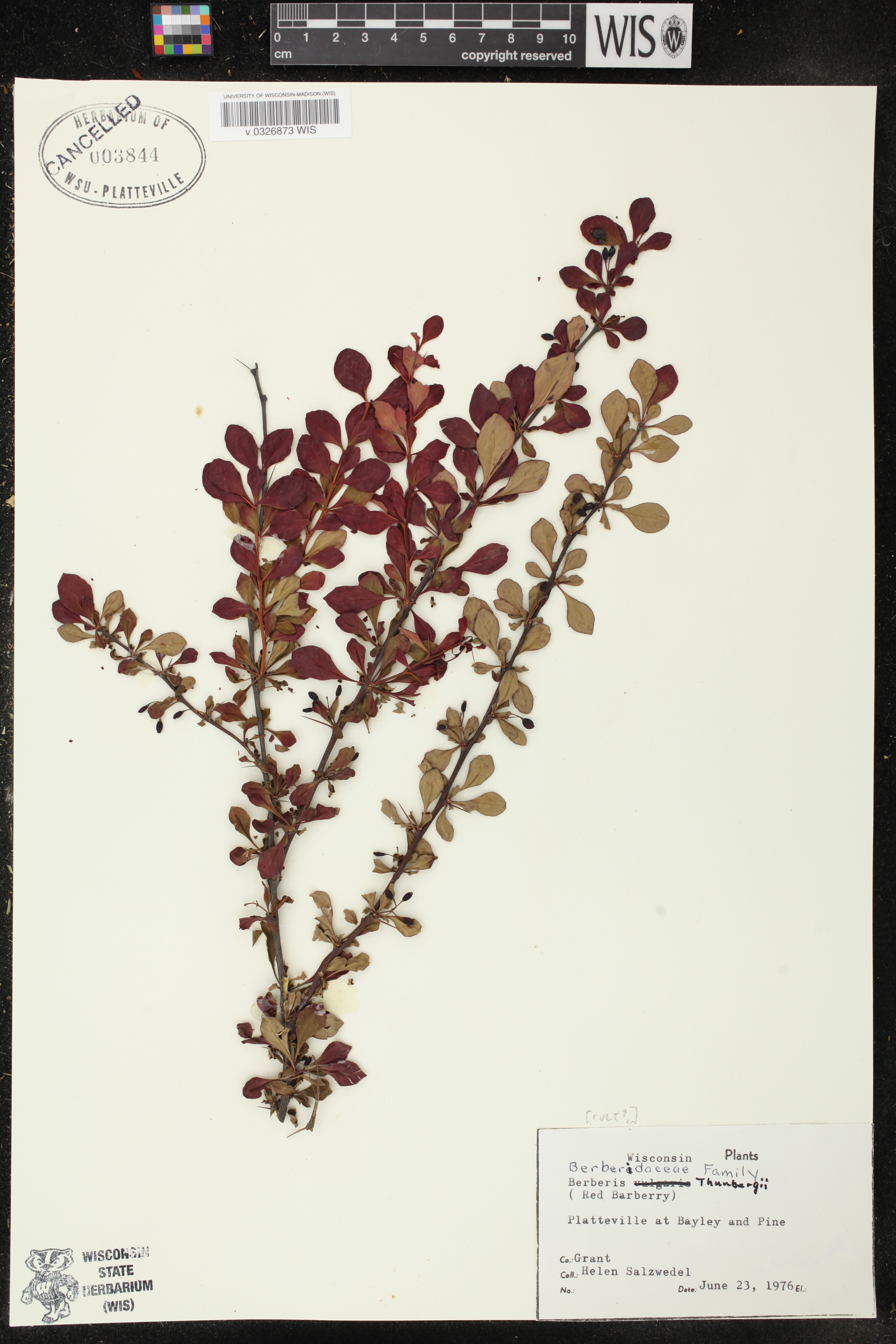Berberis thunbergii image