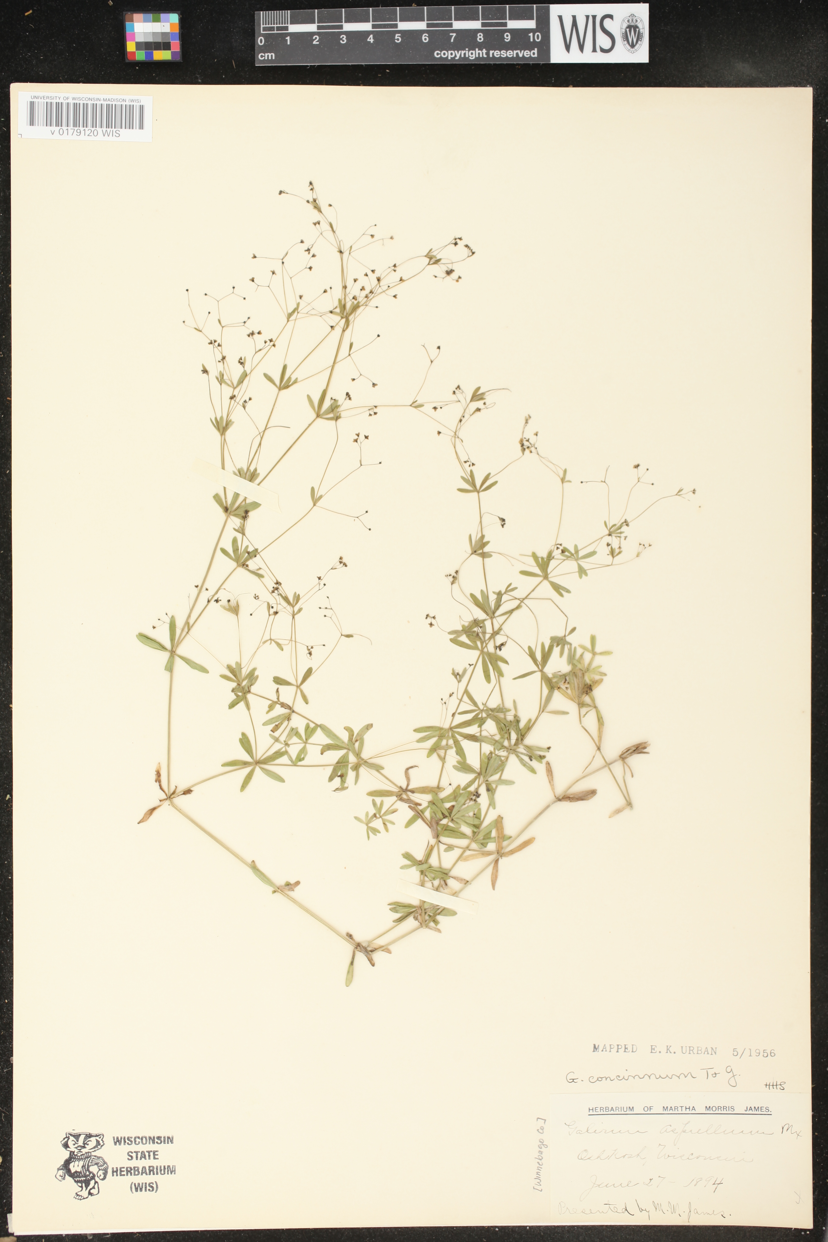 Galium concinnum image
