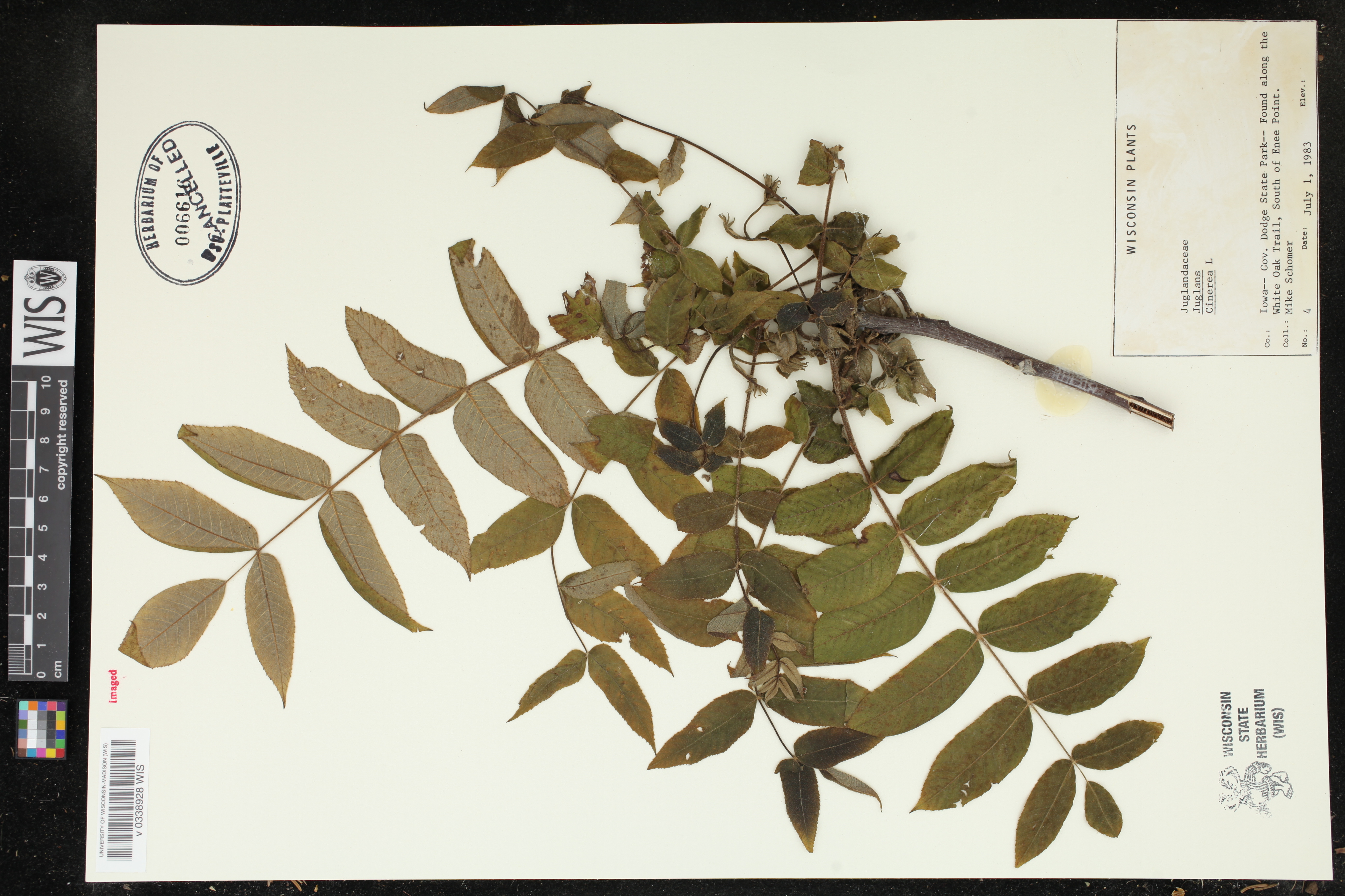 Juglans cinerea image