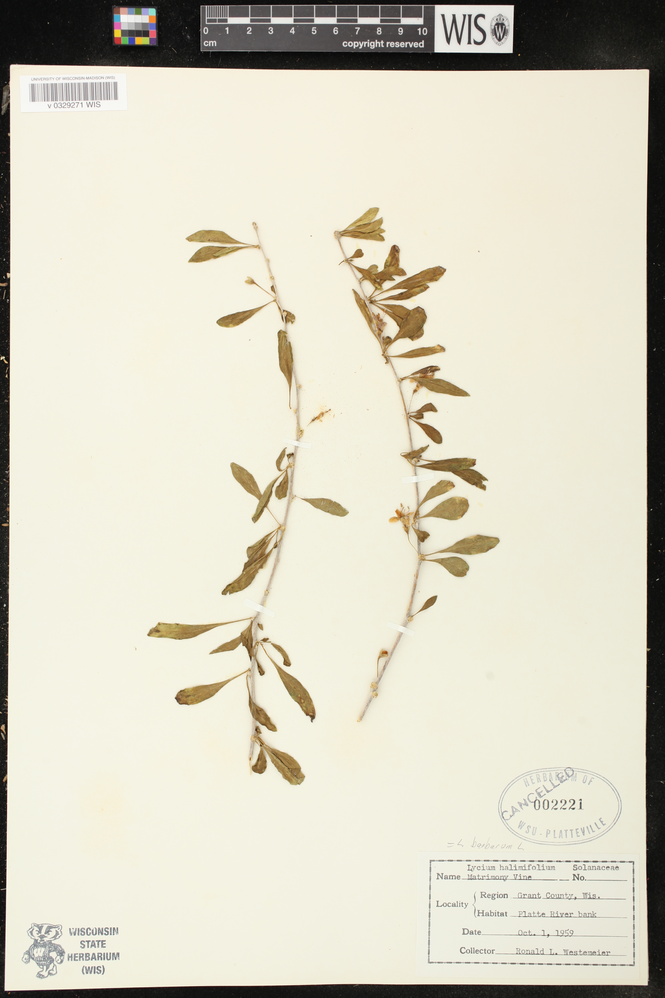 Lycium barbarum image