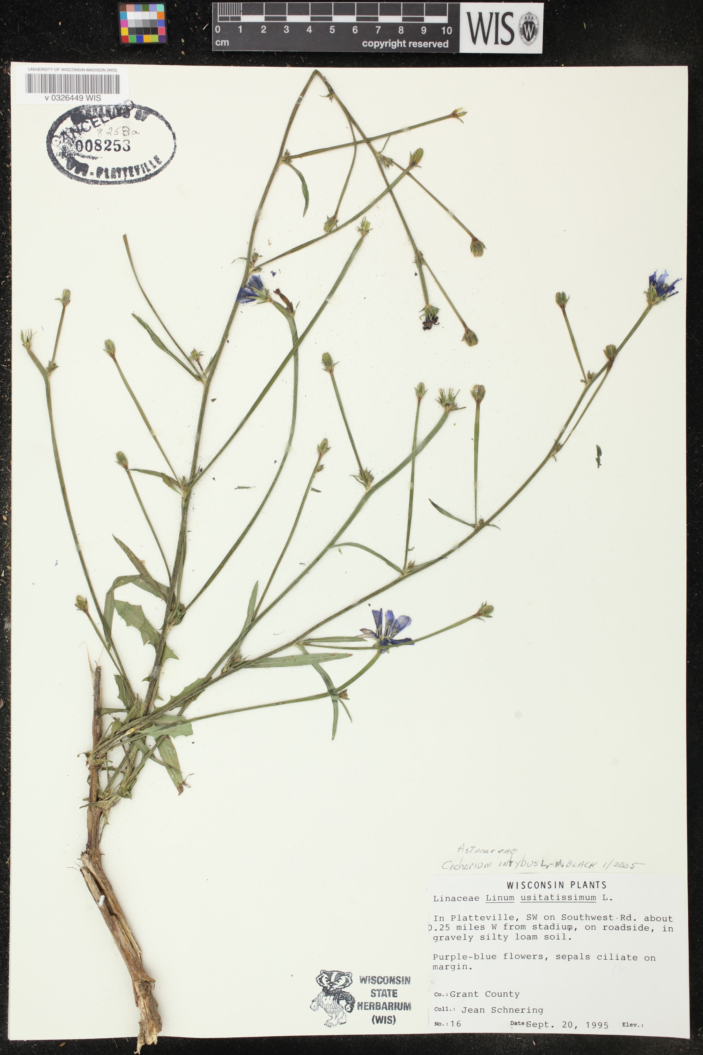 Cichorium intybus image