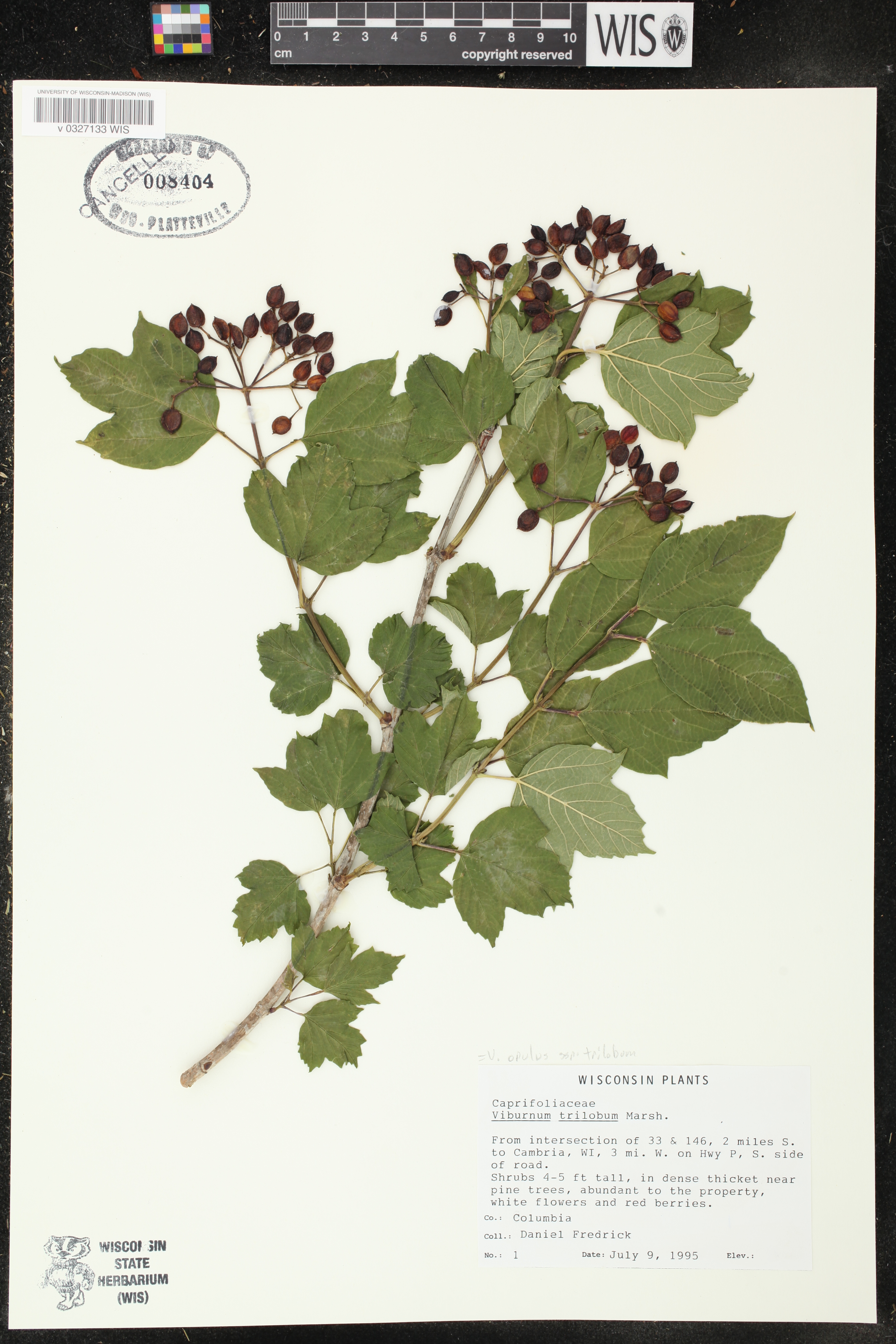 Viburnum trilobum image