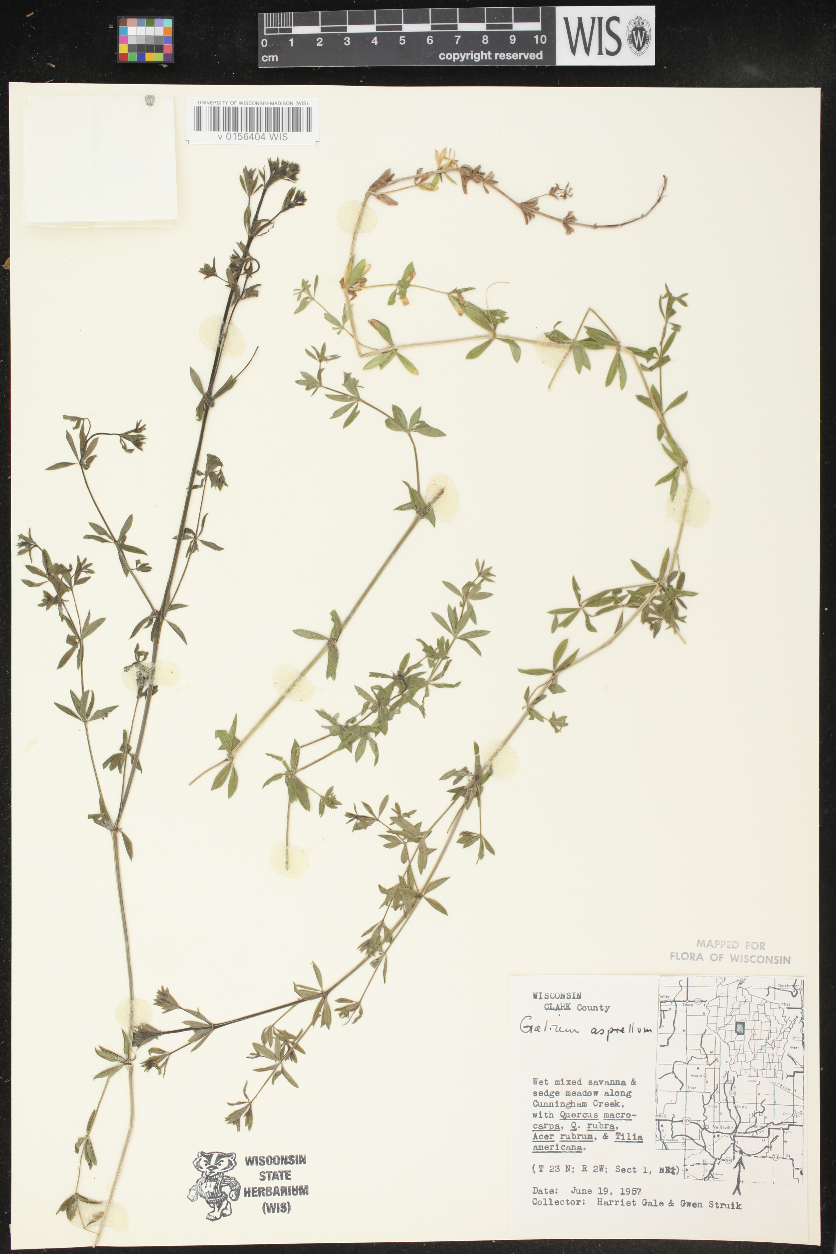 Galium asprellum image
