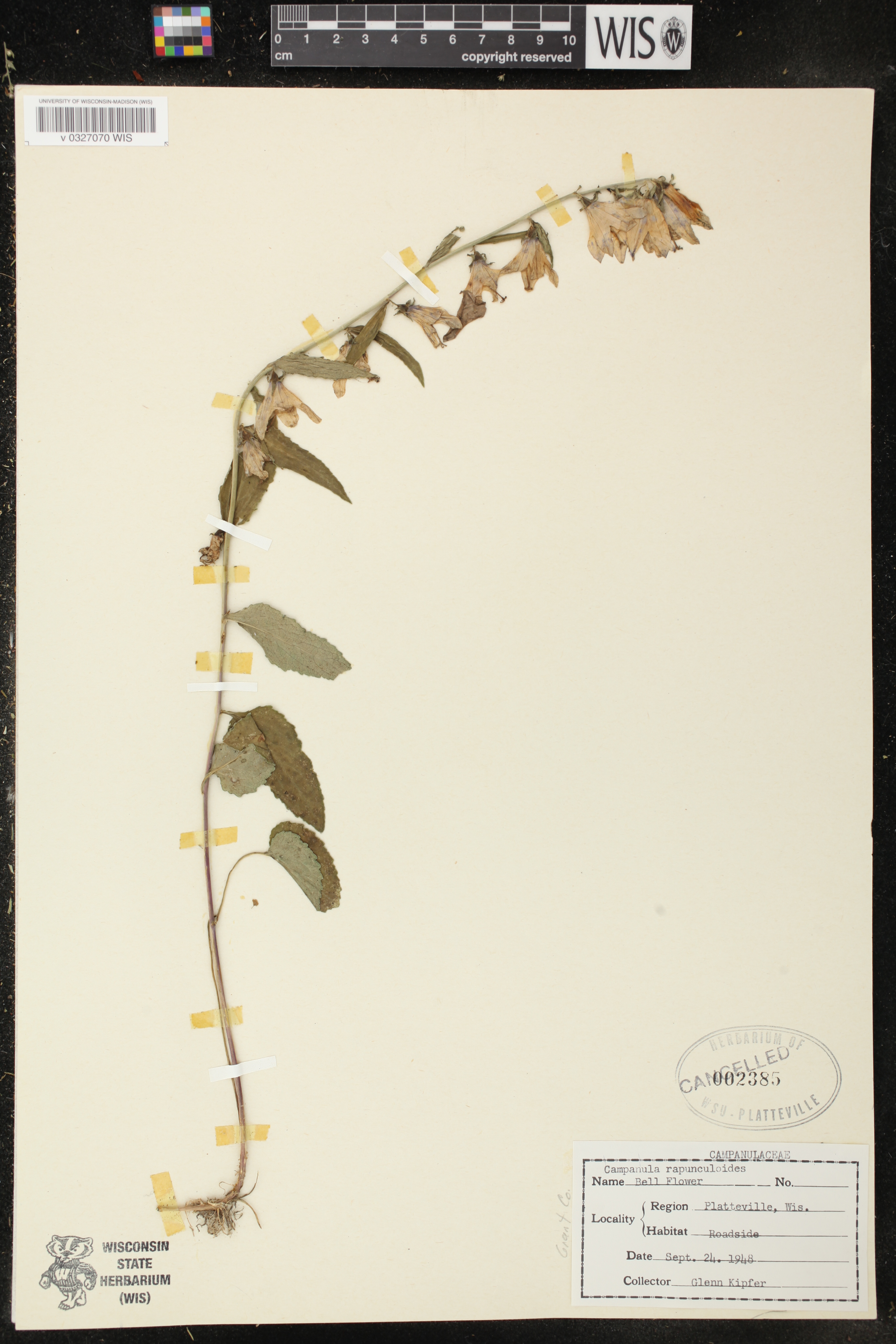 Campanula rapunculoides image