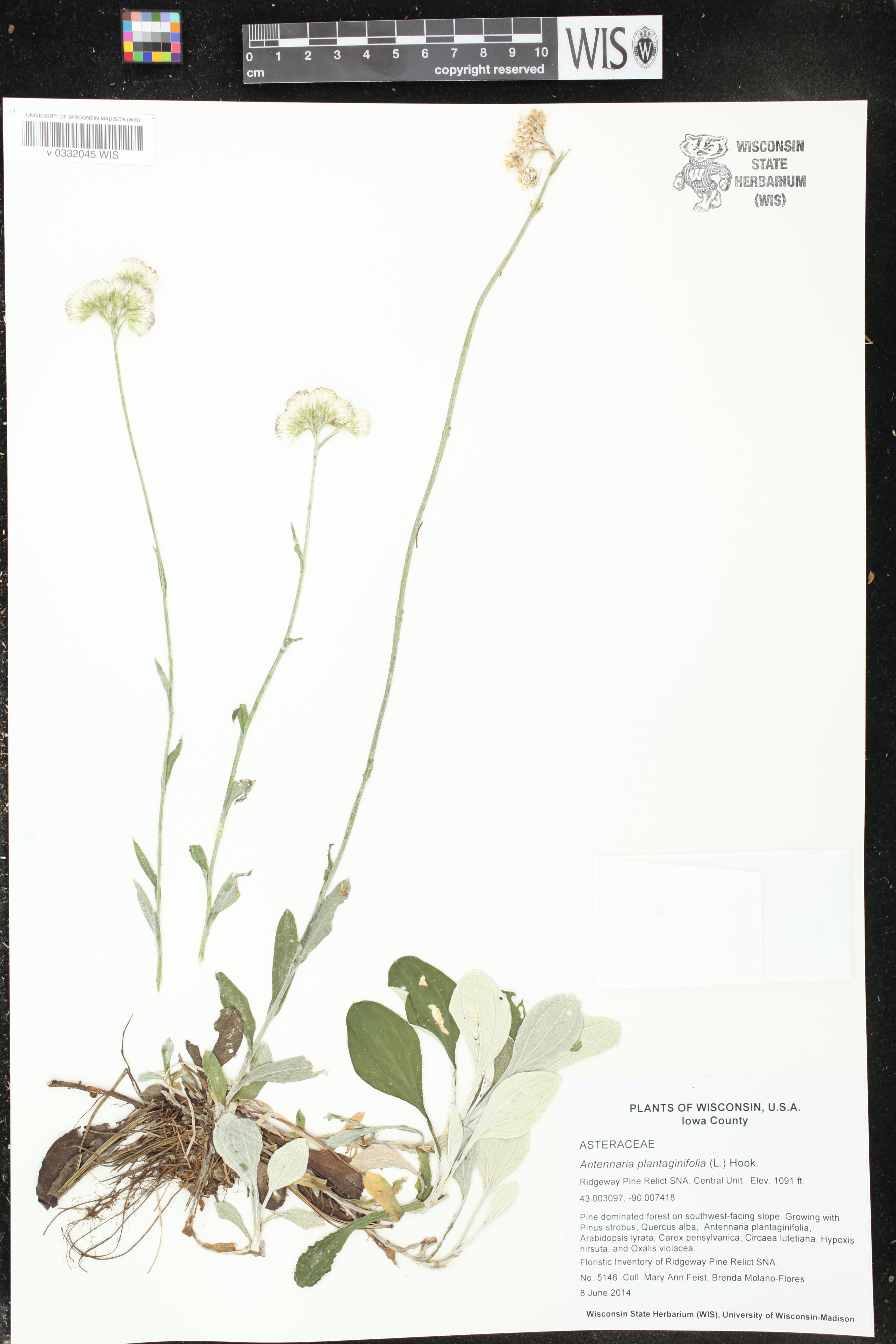 Antennaria plantaginifolia image