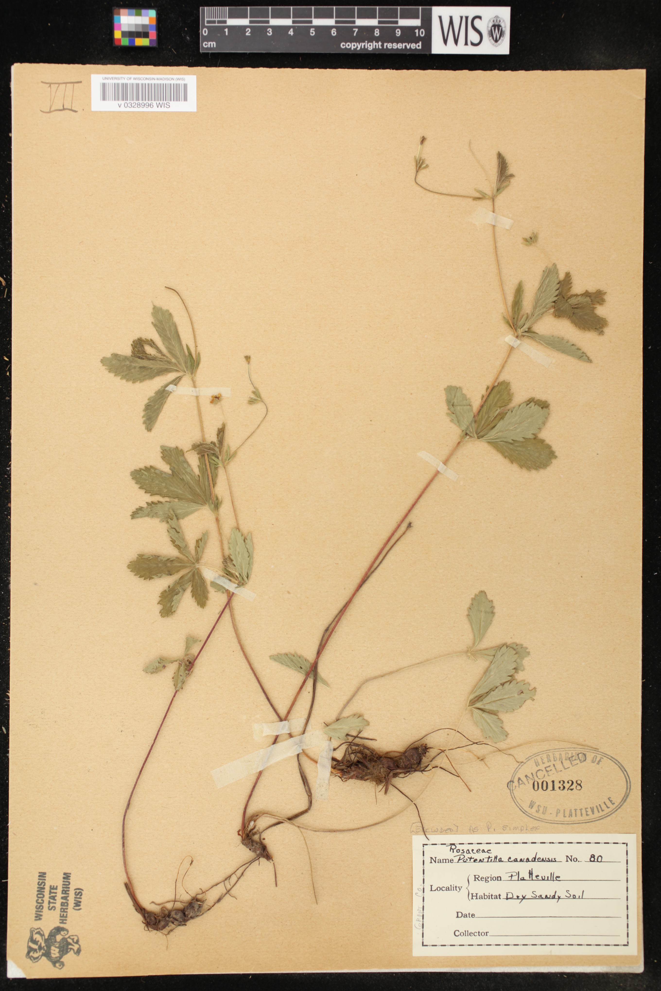 Potentilla simplex image