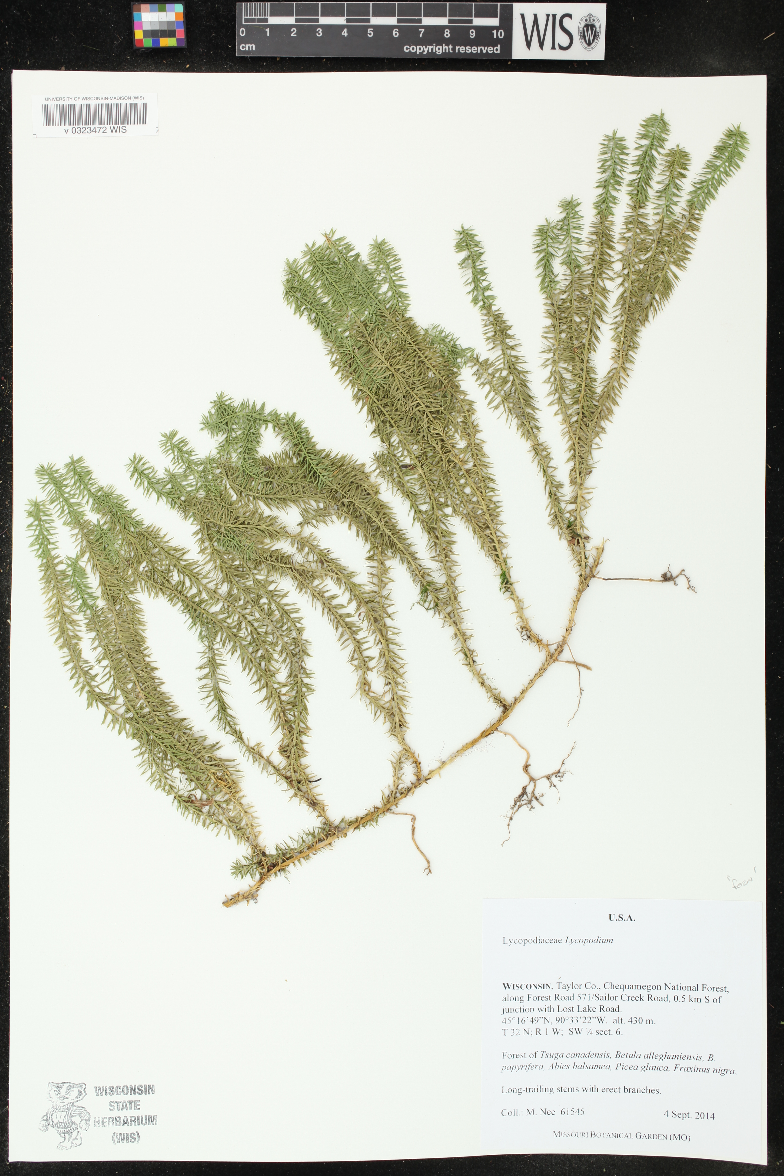 Spinulum annotinum image