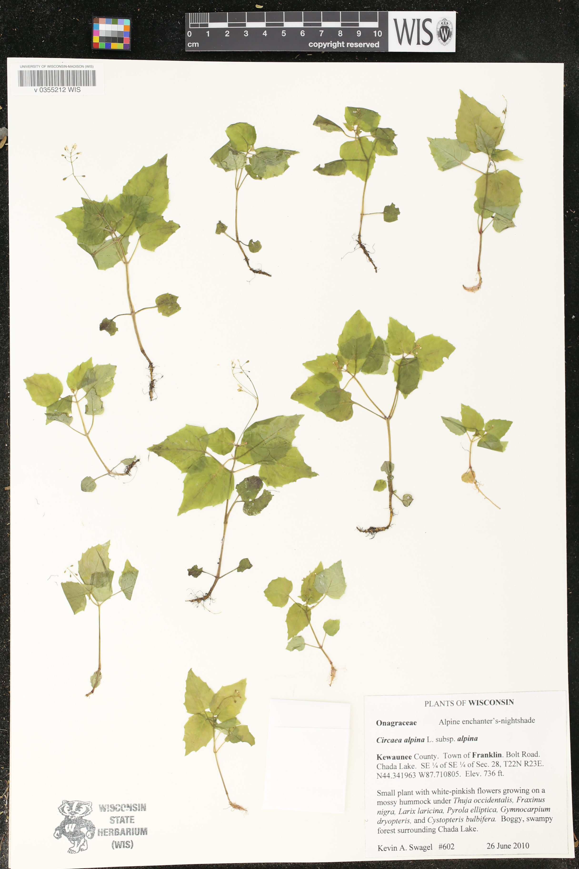Circaea alpina subsp. alpina image