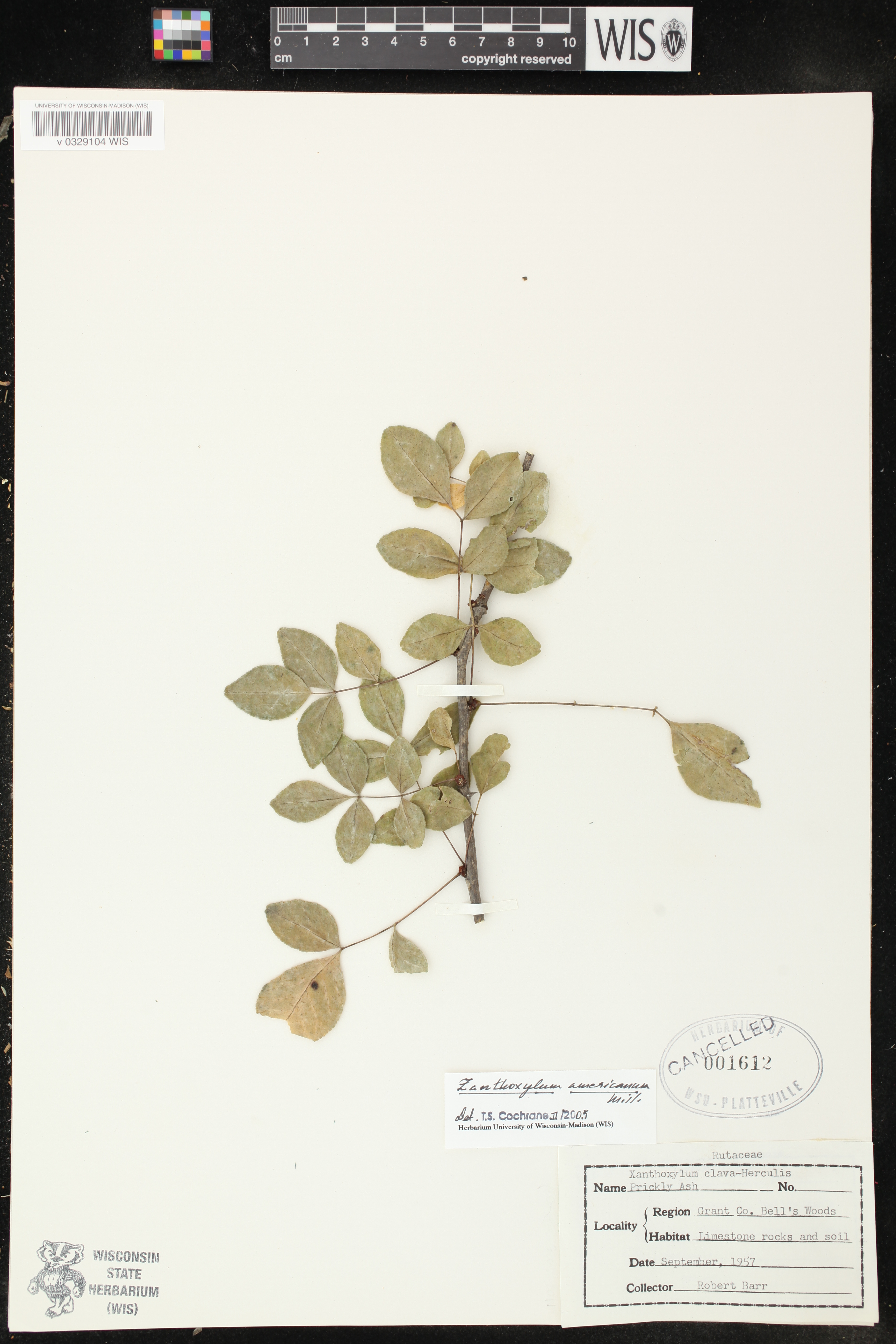 Zanthoxylum americanum image