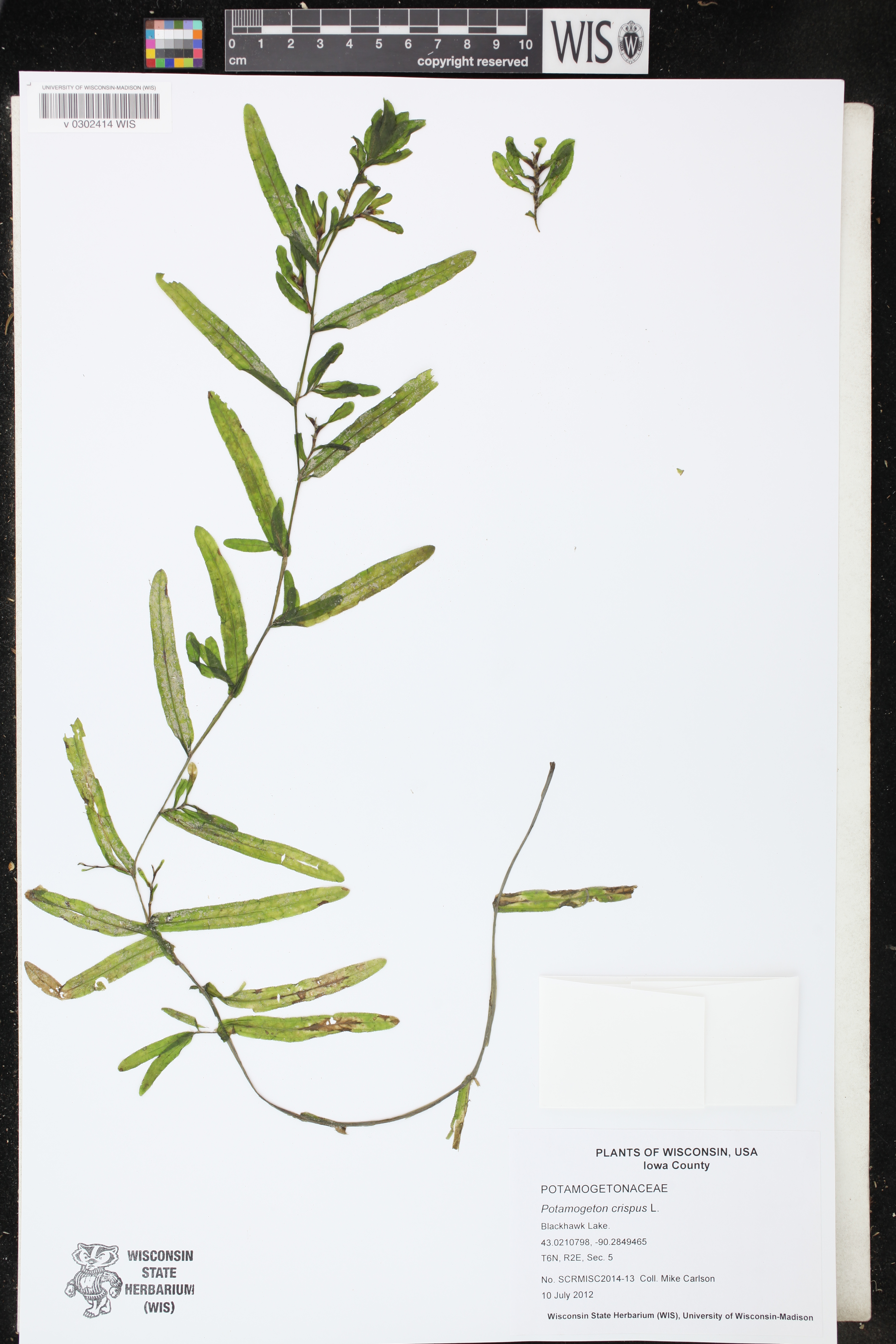 Potamogeton crispus image