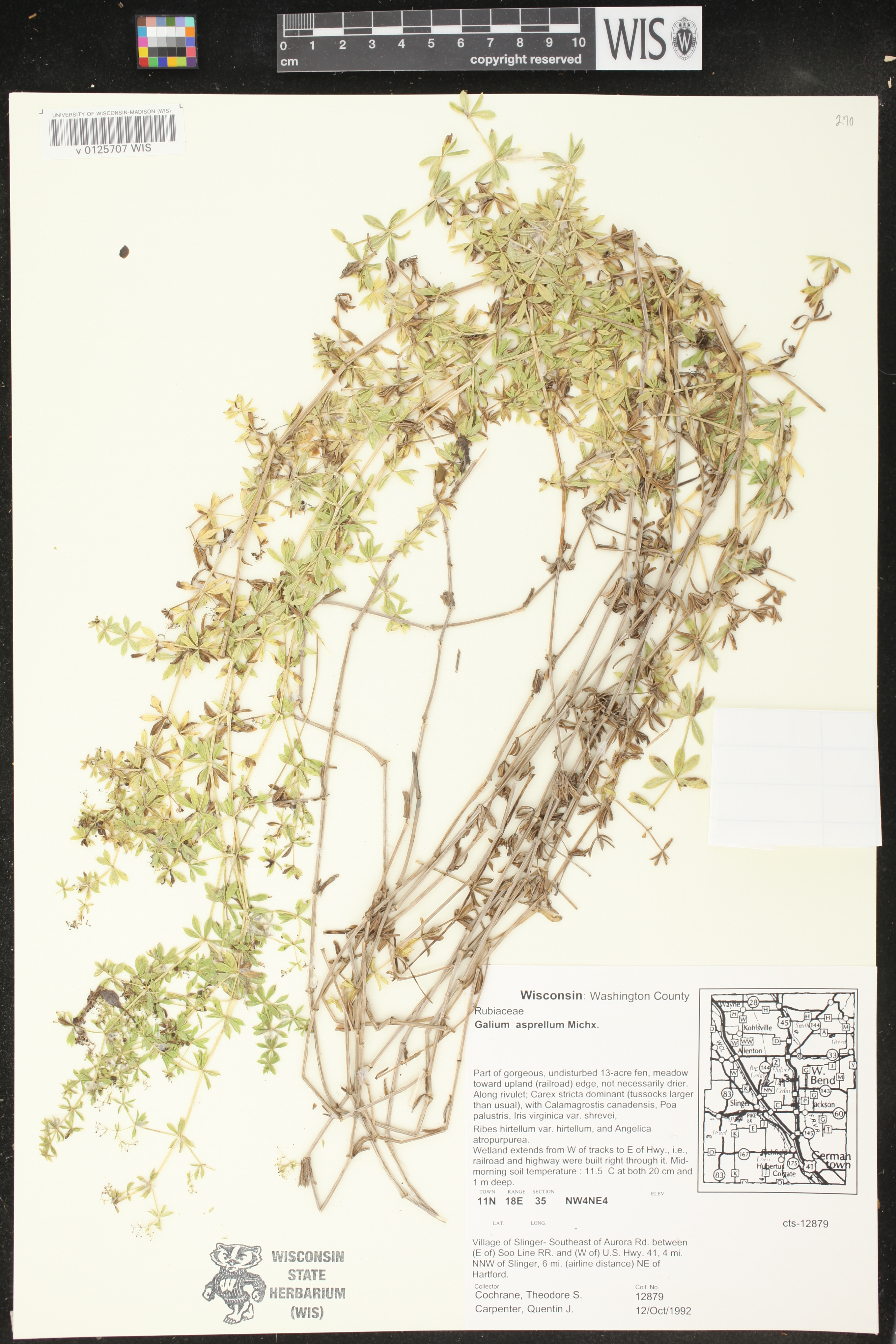 Galium asprellum image