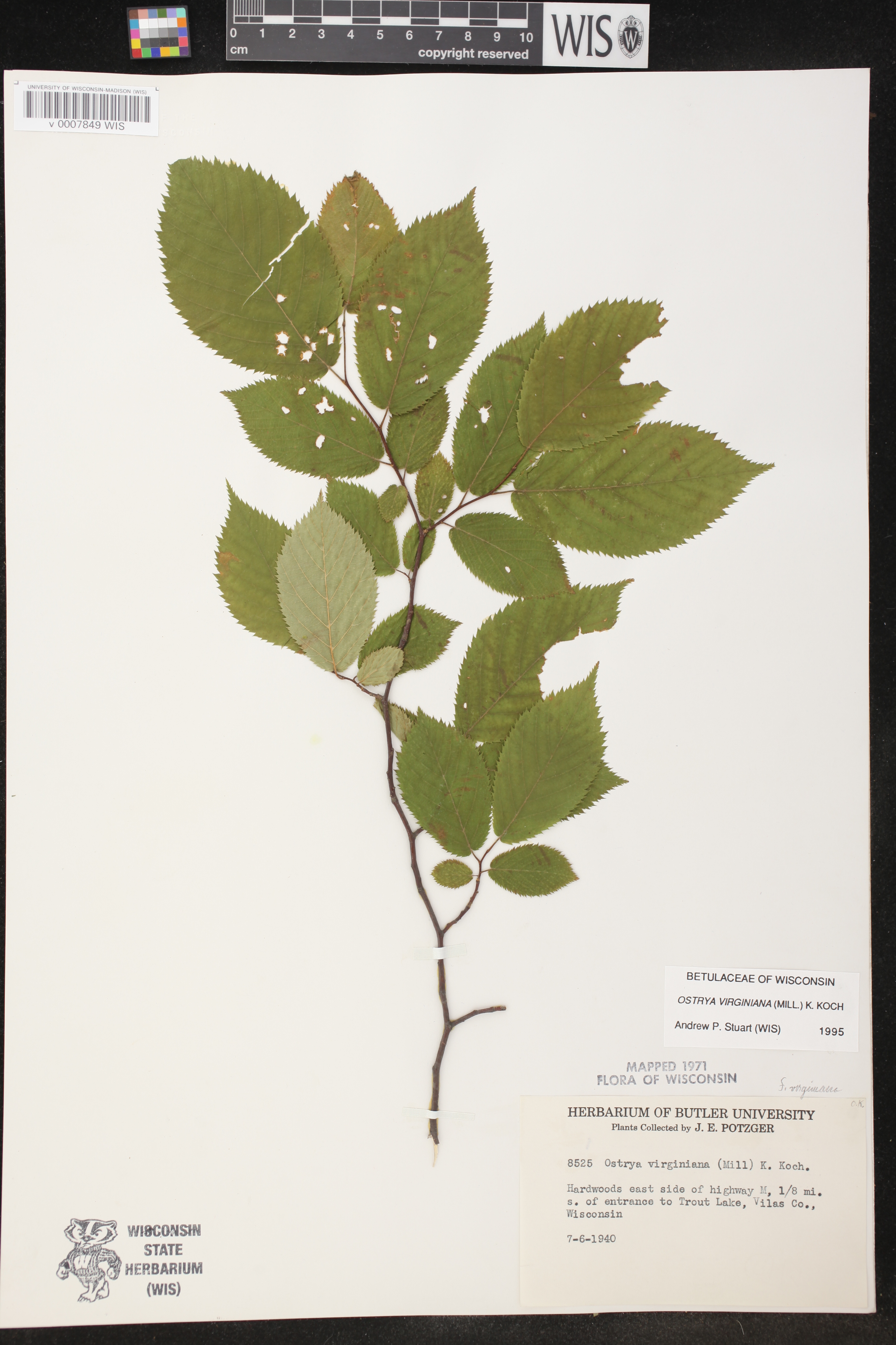 Ostrya virginiana image