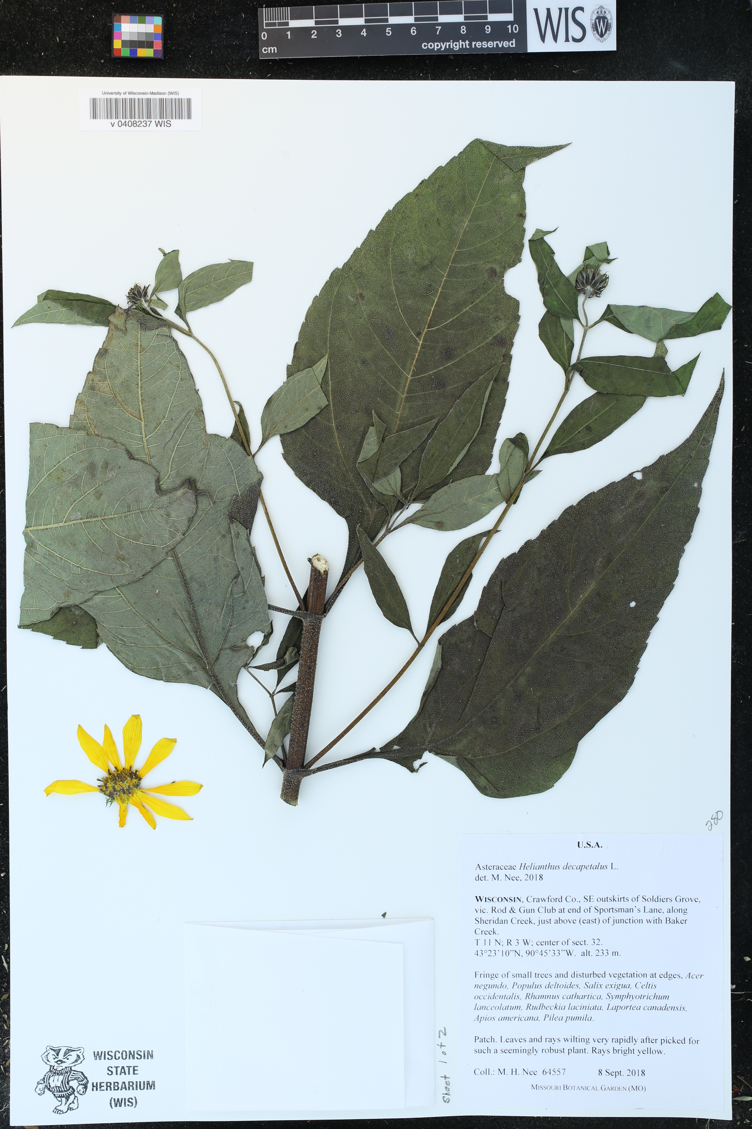 Helianthus decapetalus image
