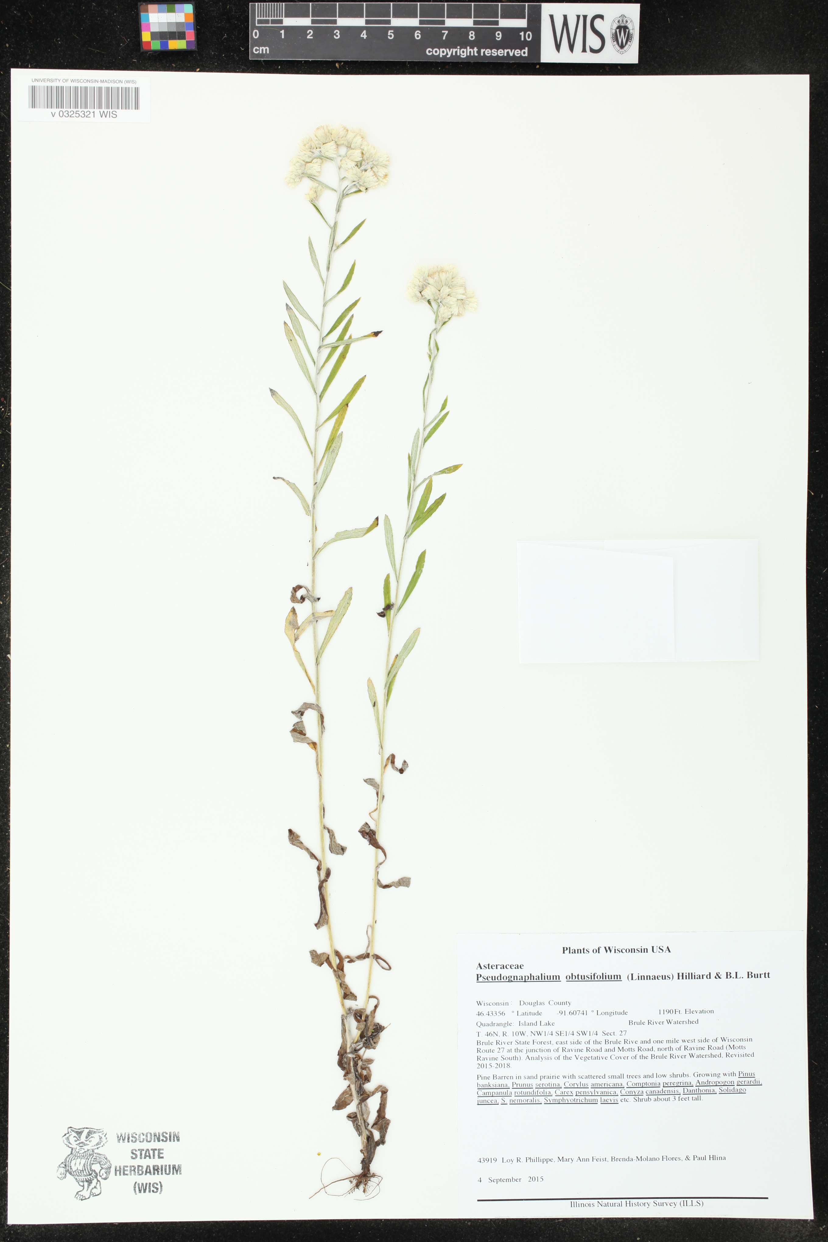 Pseudognaphalium obtusifolium image