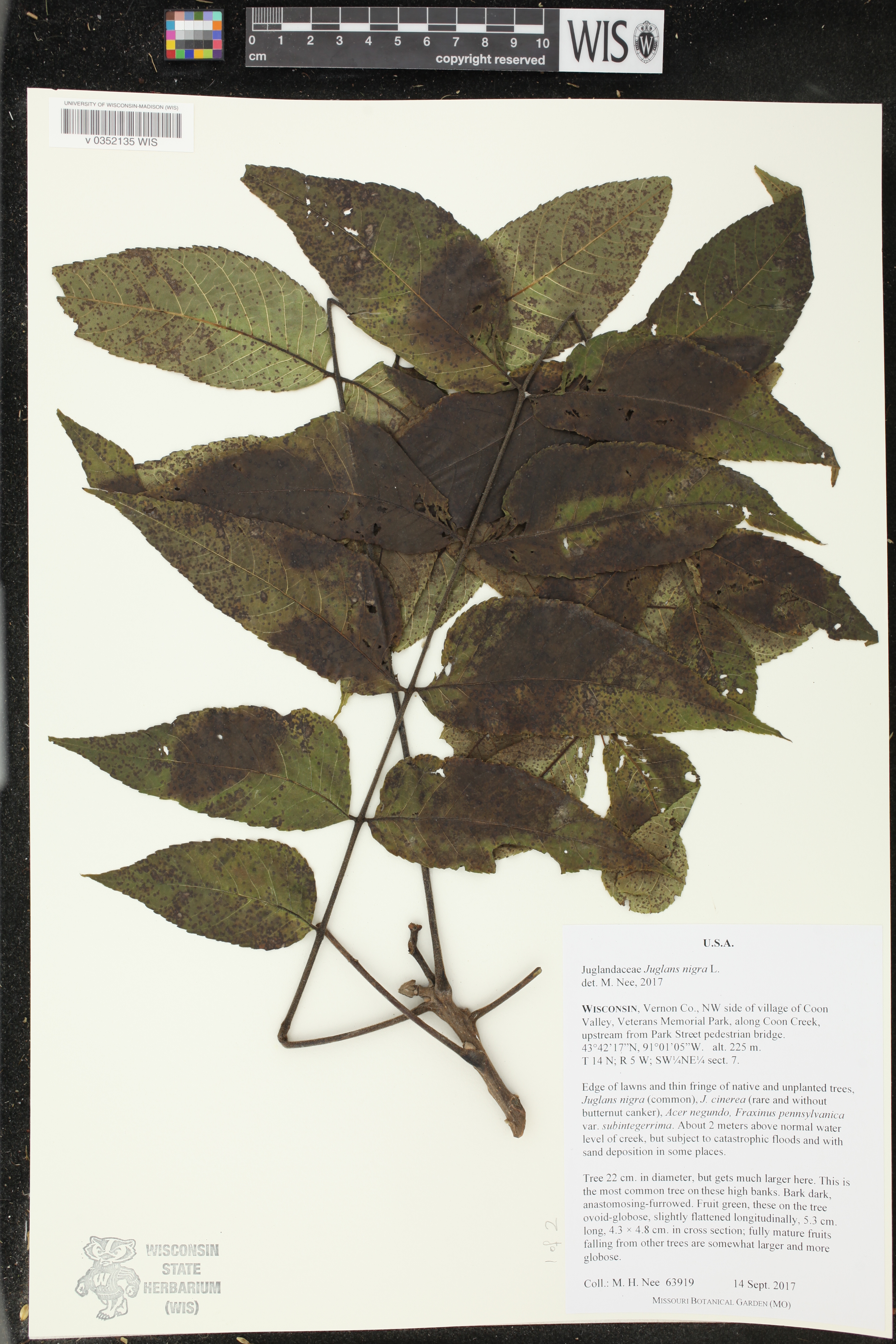 Juglans nigra image
