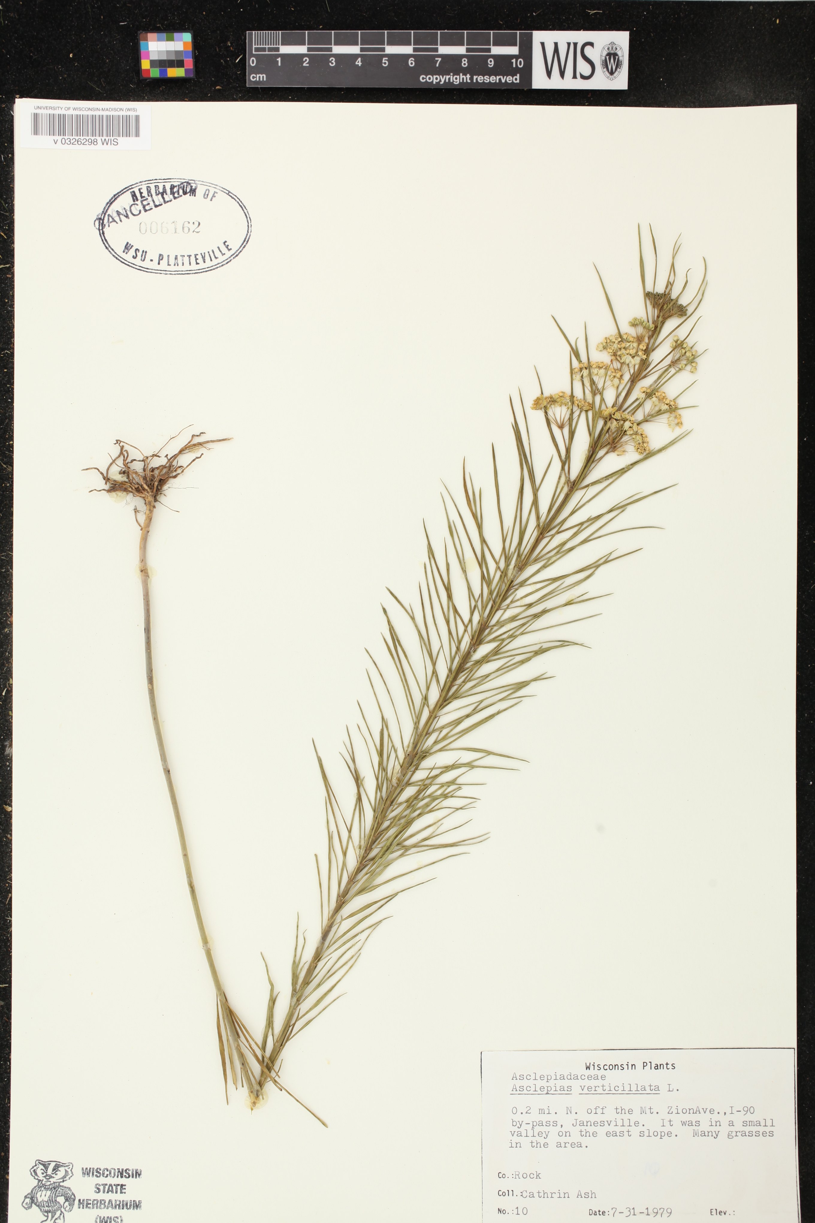 Asclepias verticillata image