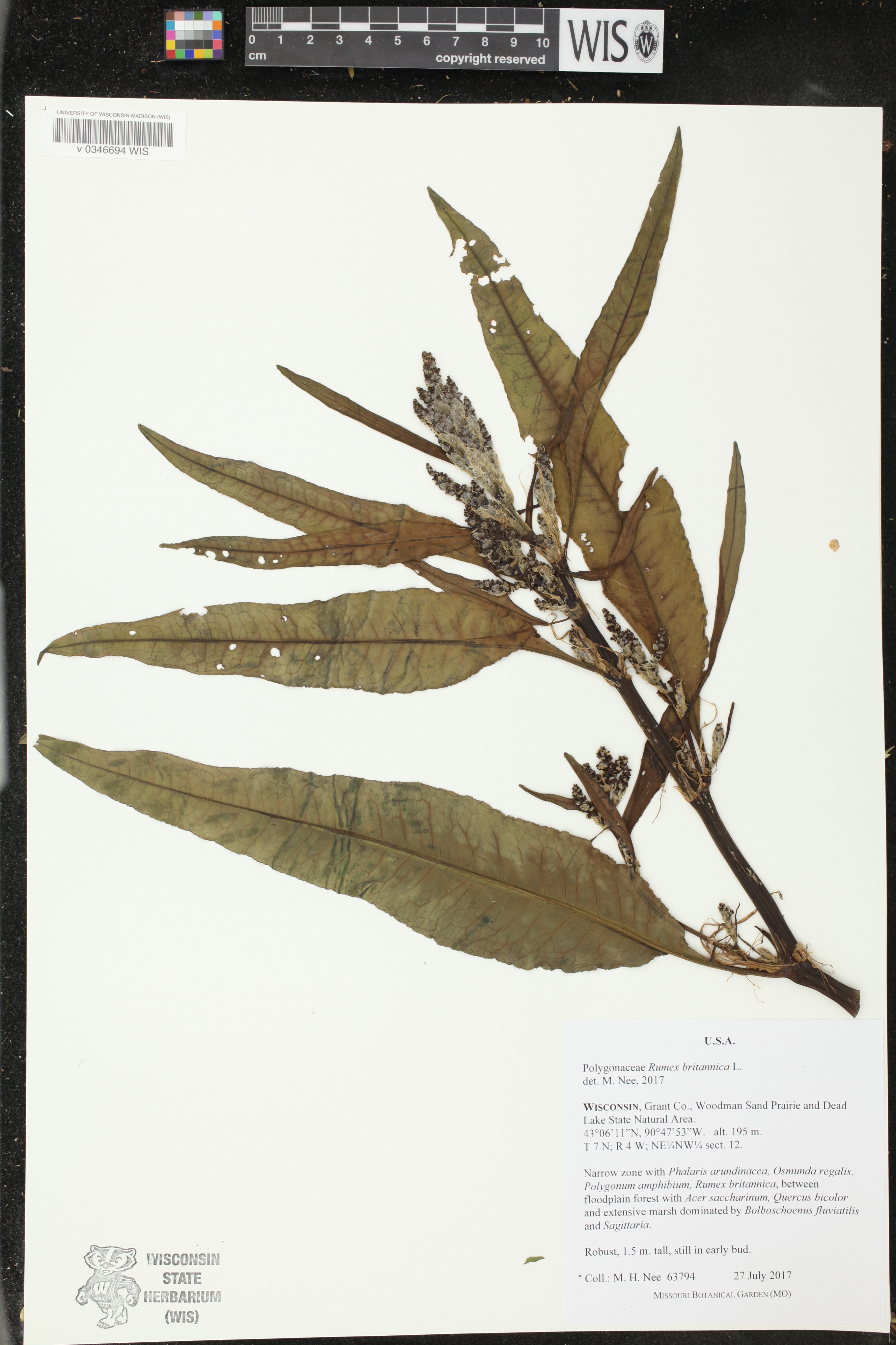 Rumex britannica image