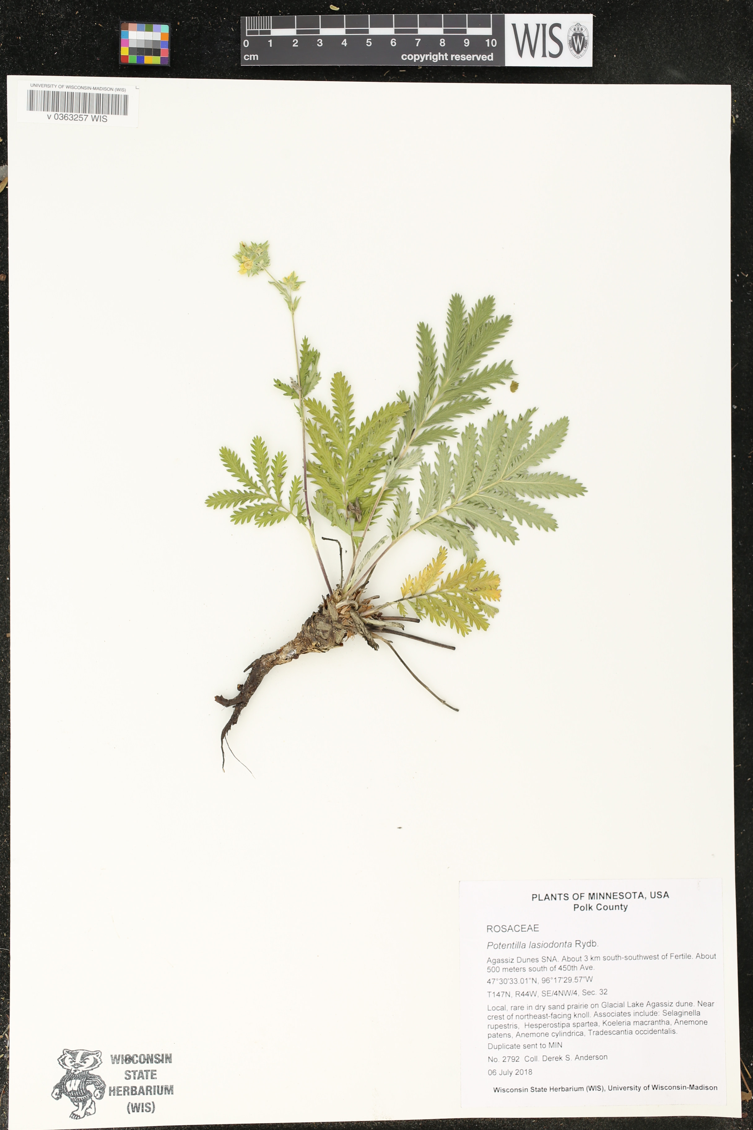 Potentilla lasiodonta image