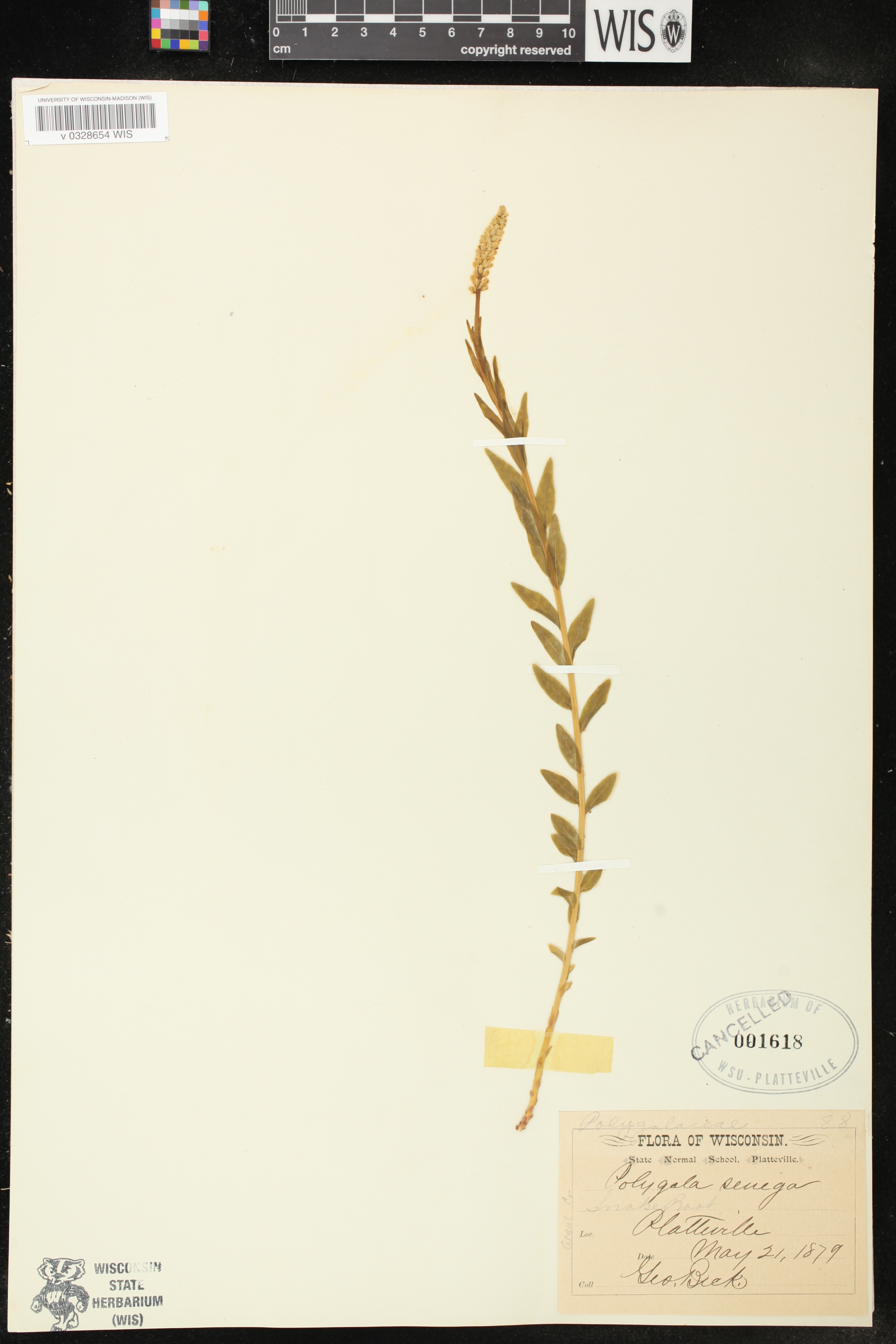 Polygala senega image