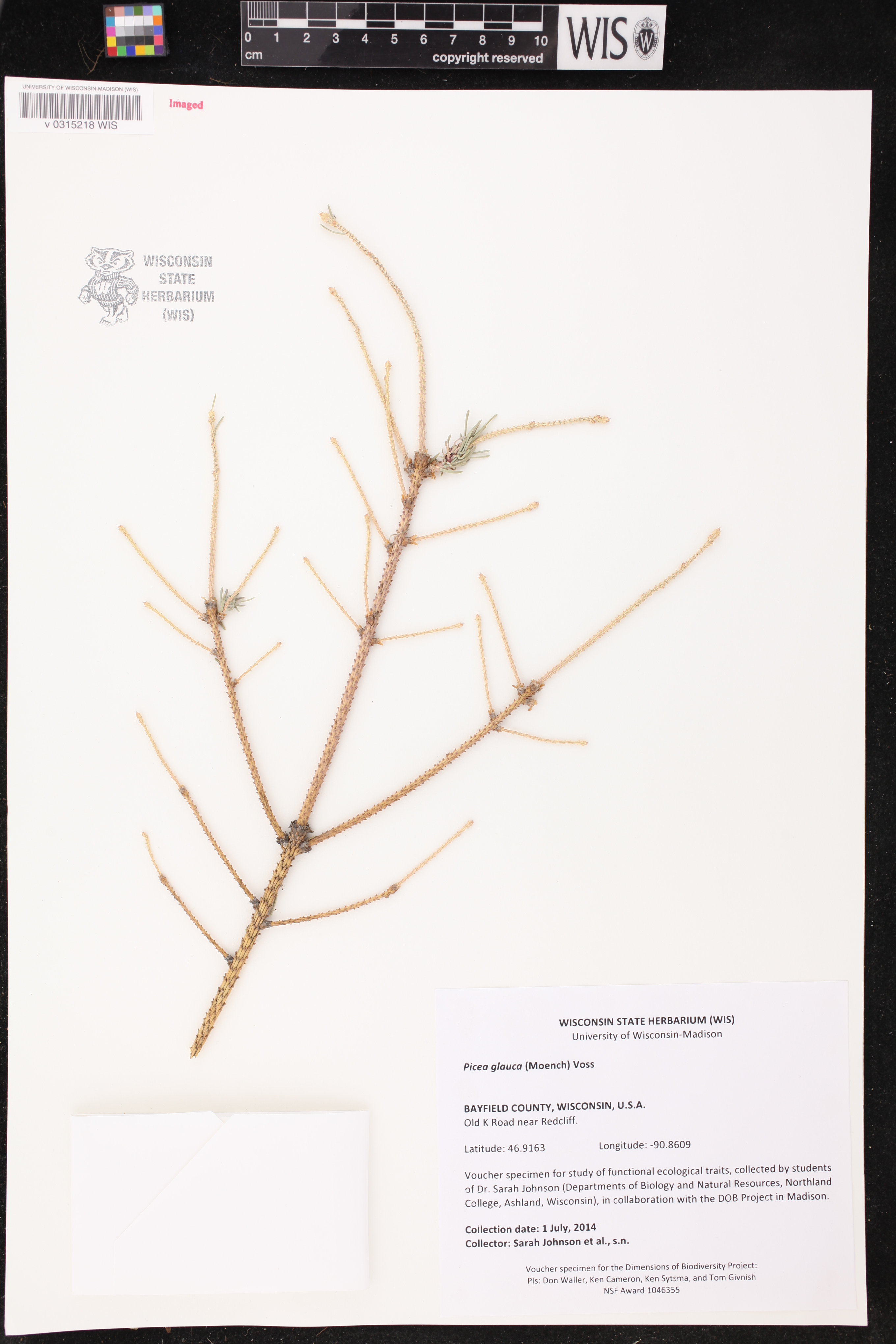 Picea glauca image