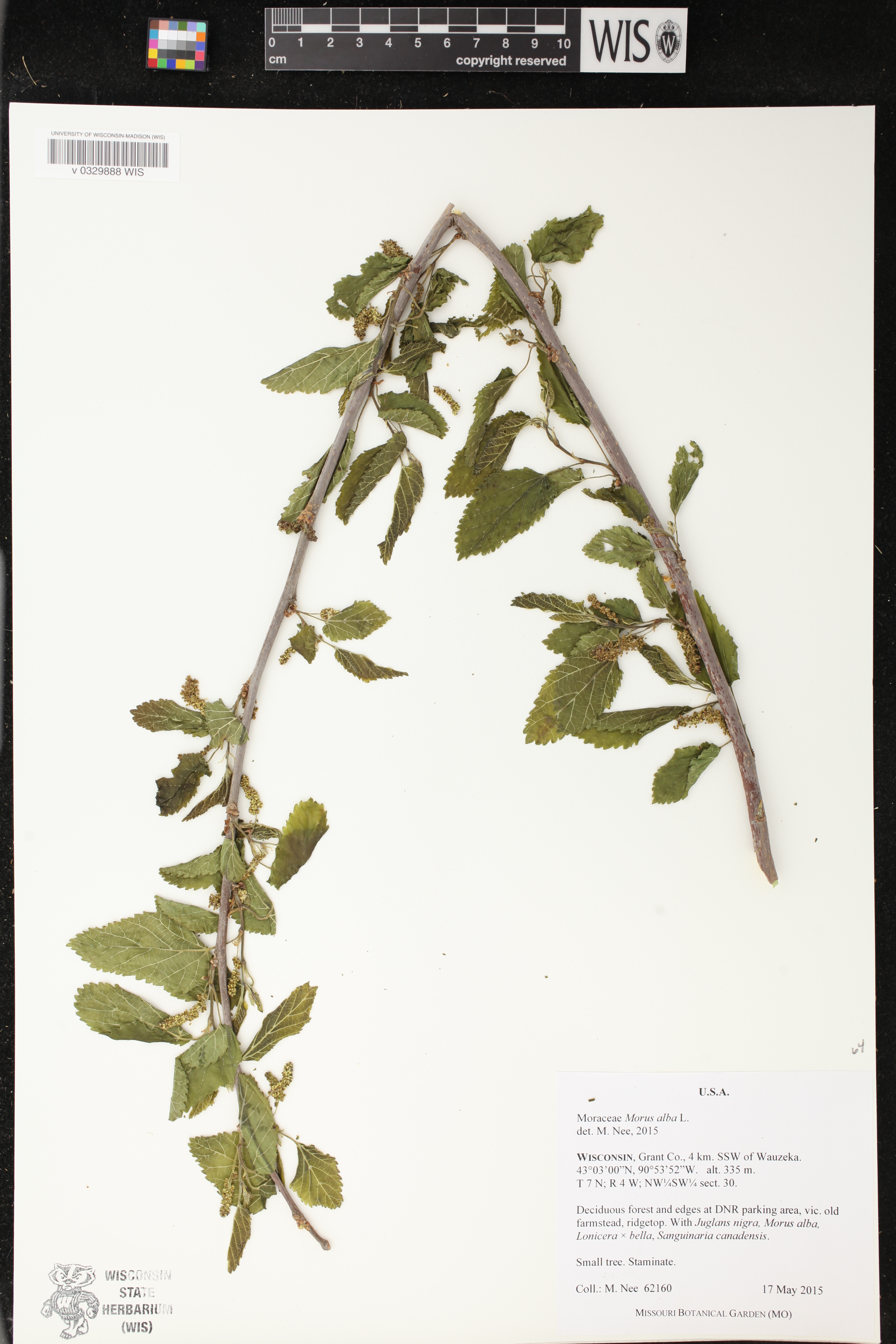 Morus alba image