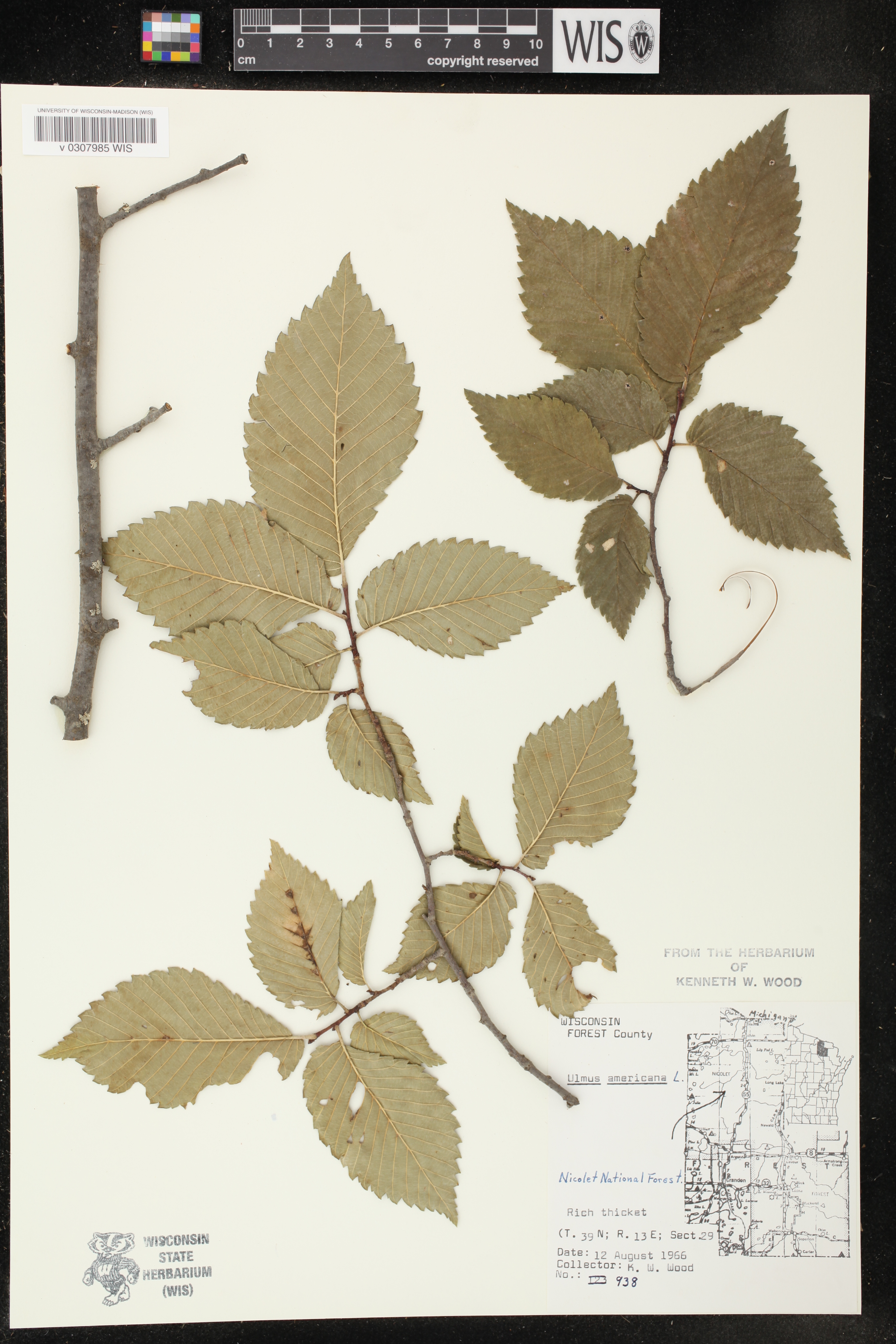 Ulmus americana image
