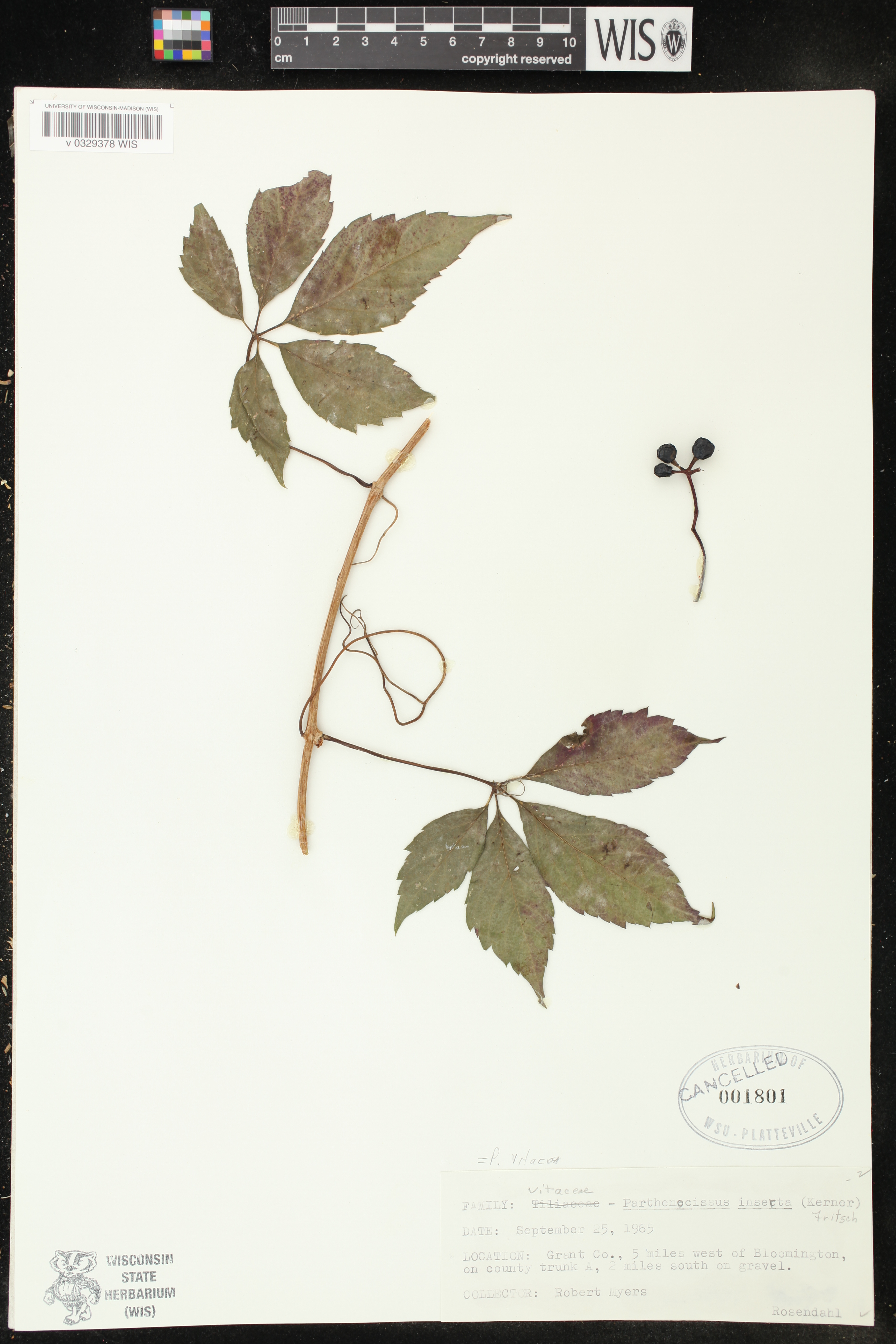 Parthenocissus inserta image