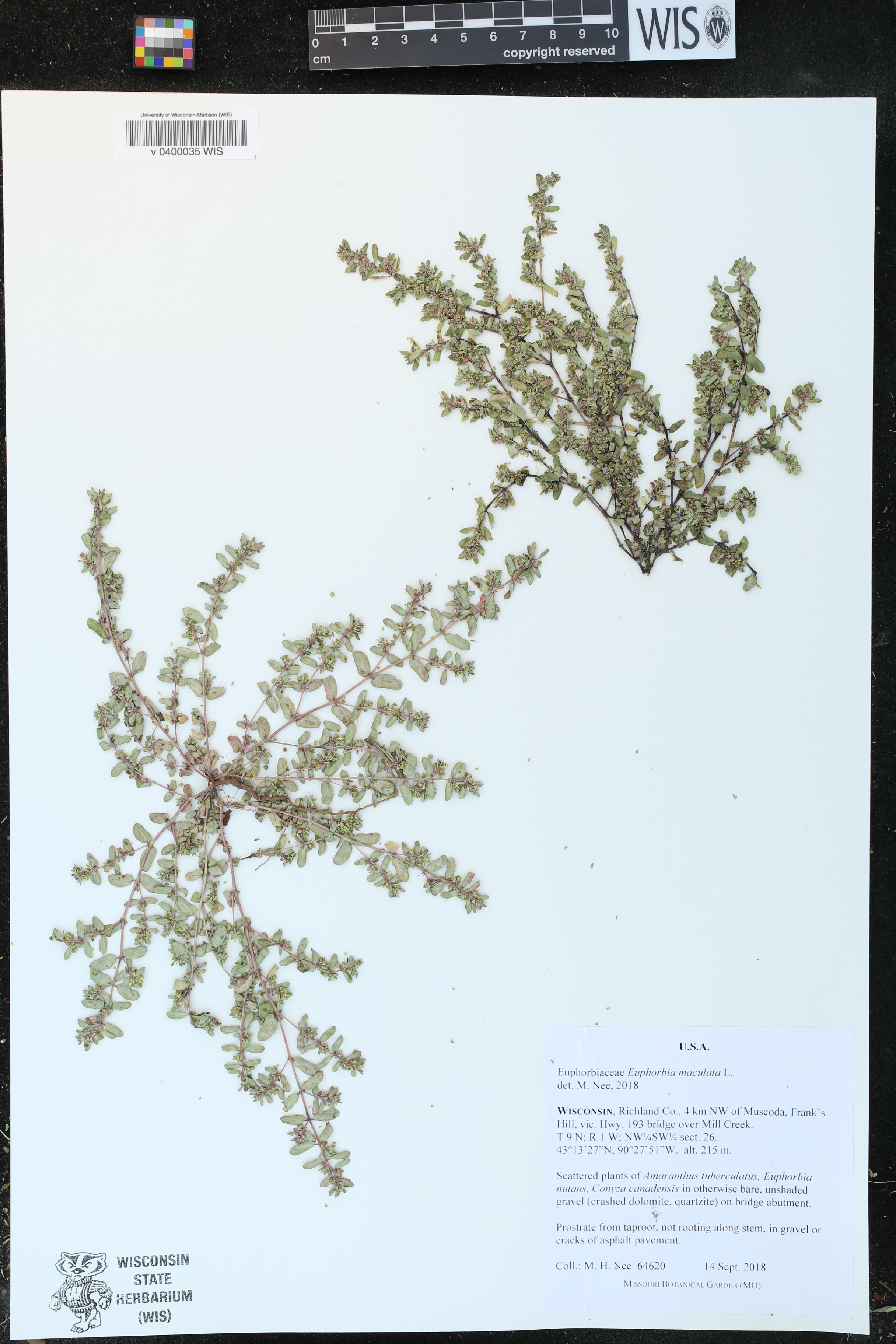 Euphorbia maculata image