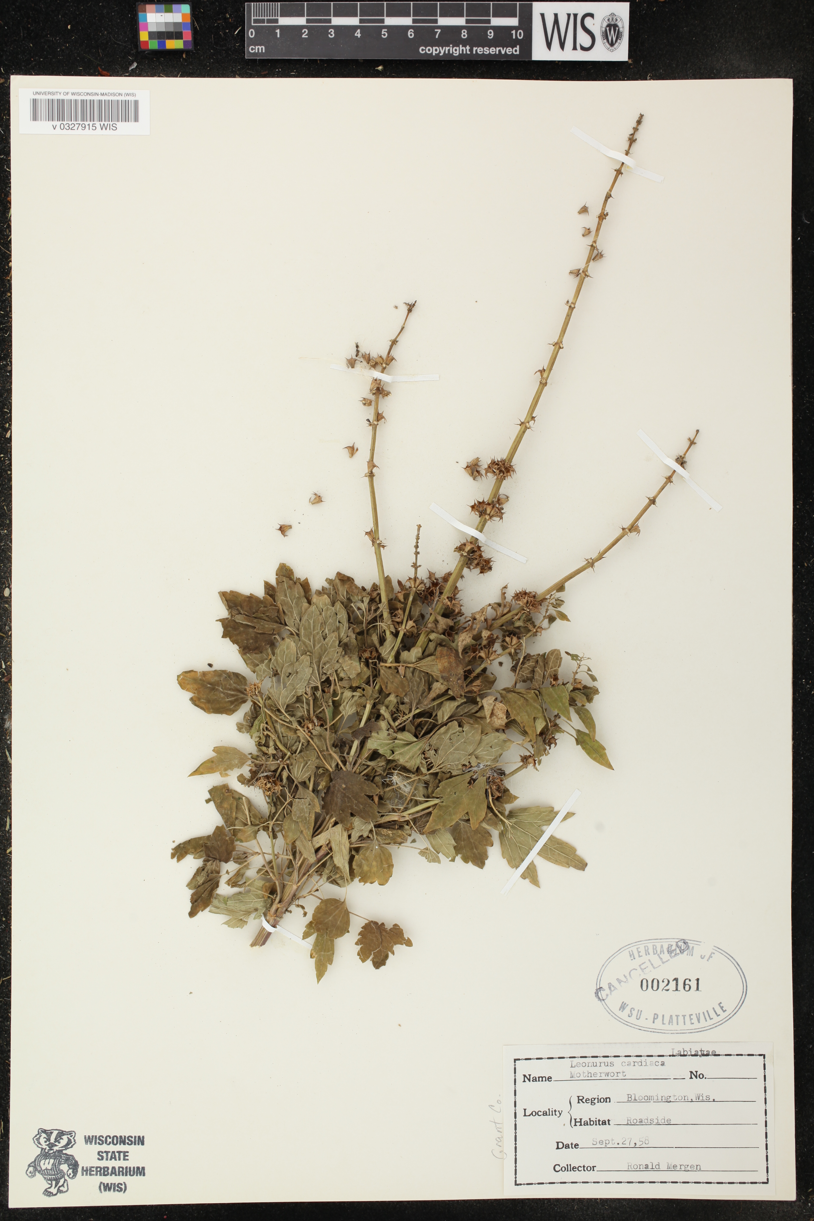Leonurus cardiaca image