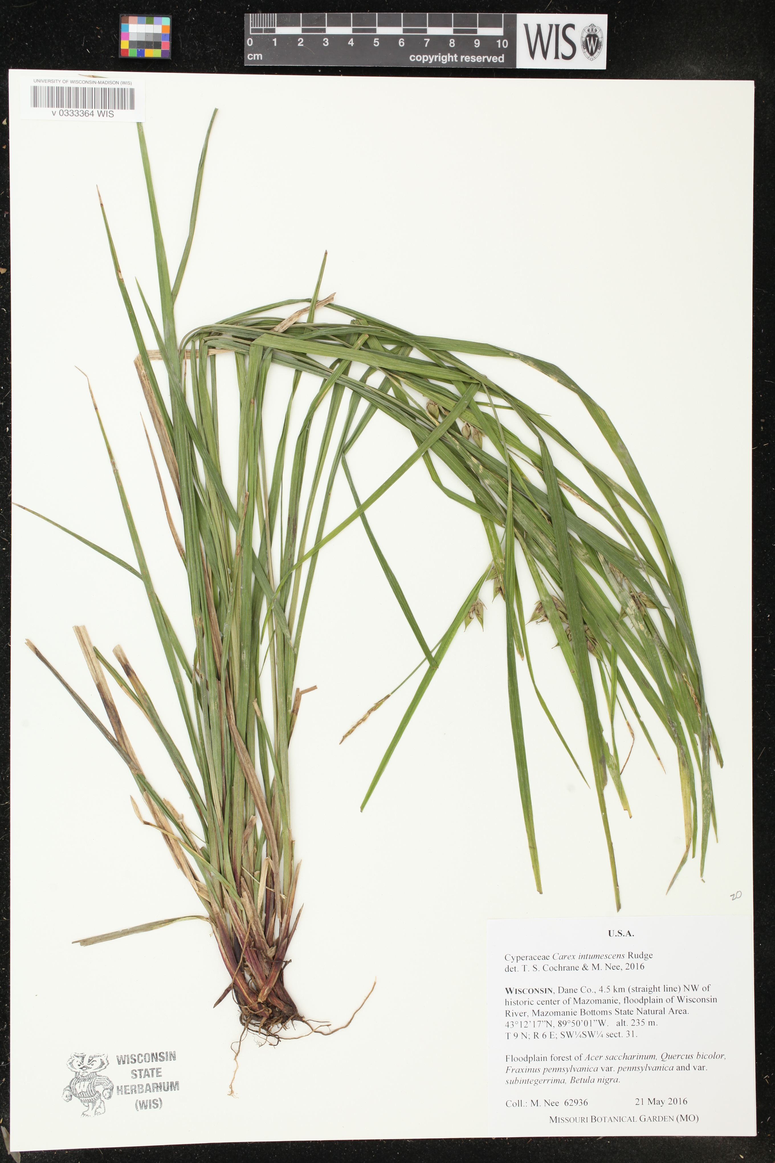 Carex intumescens image