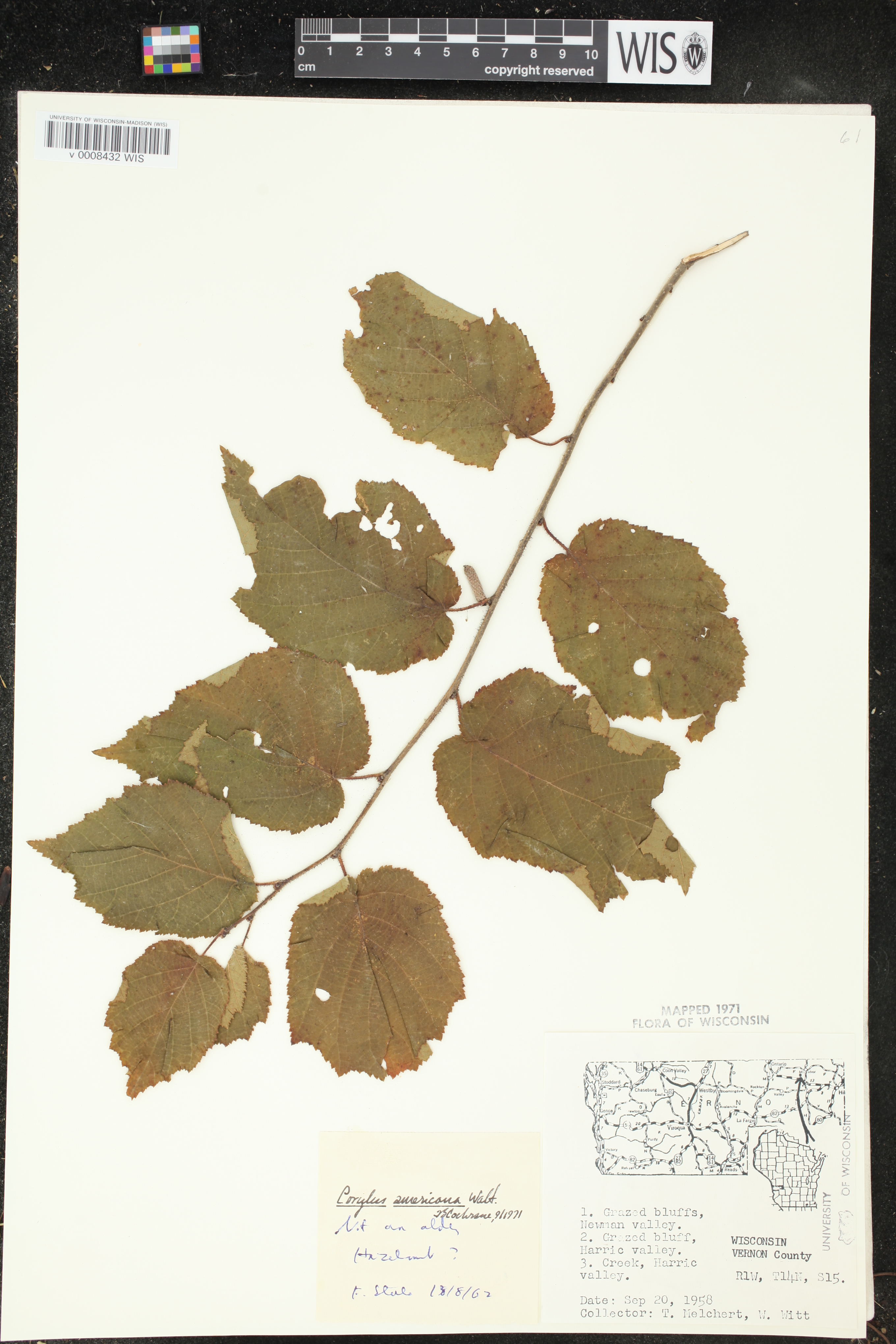 Corylus americana image