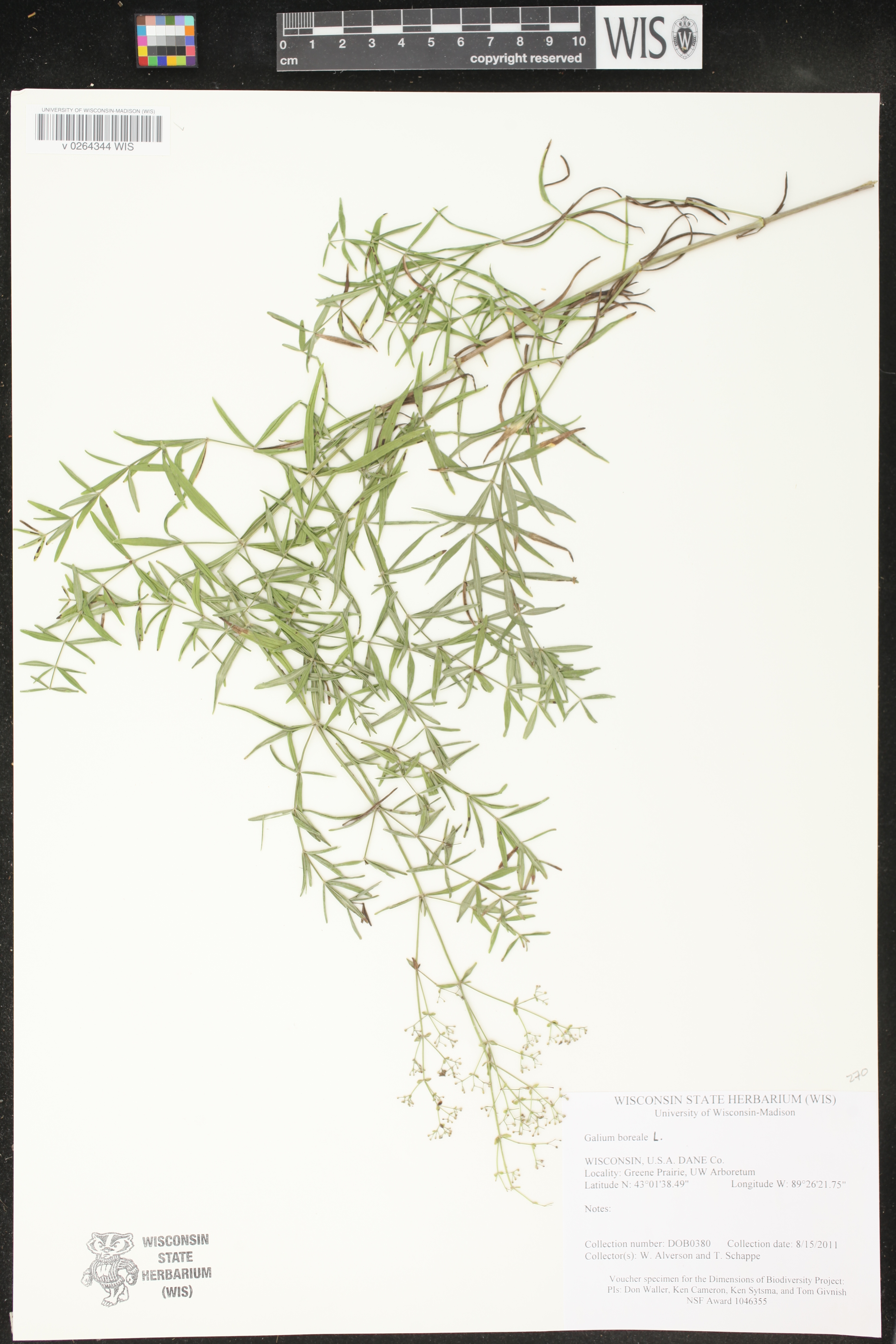 Galium boreale image