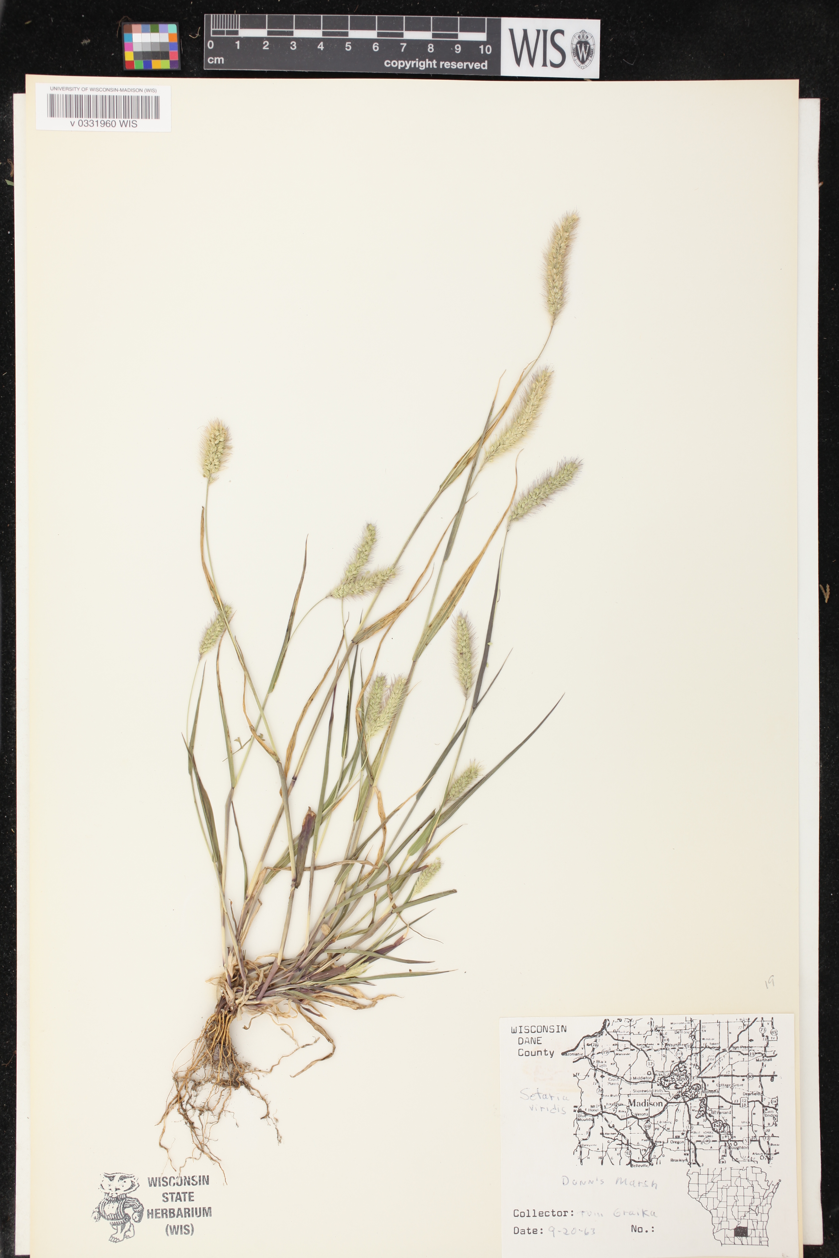 Setaria viridis image