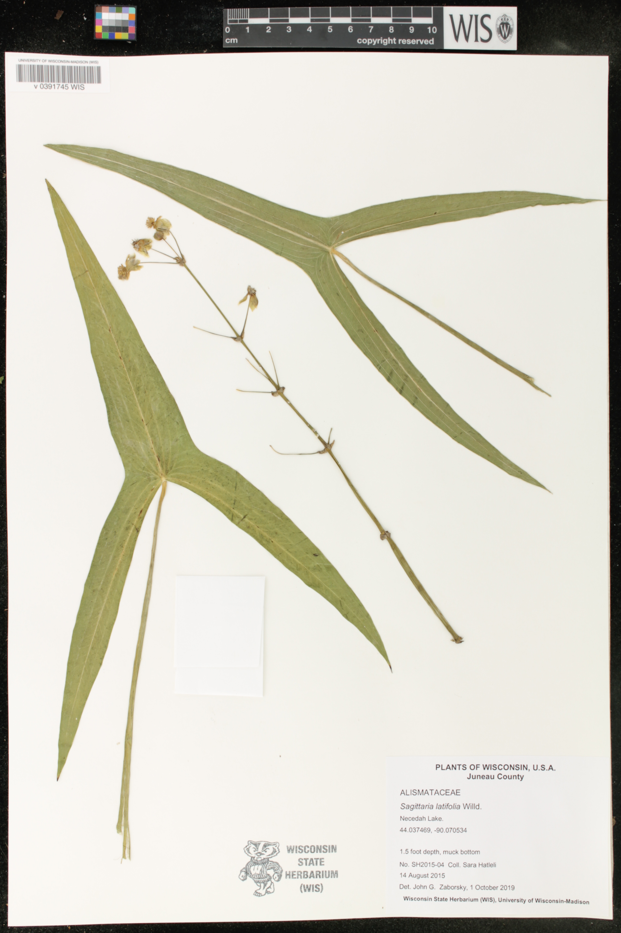 Sagittaria latifolia image