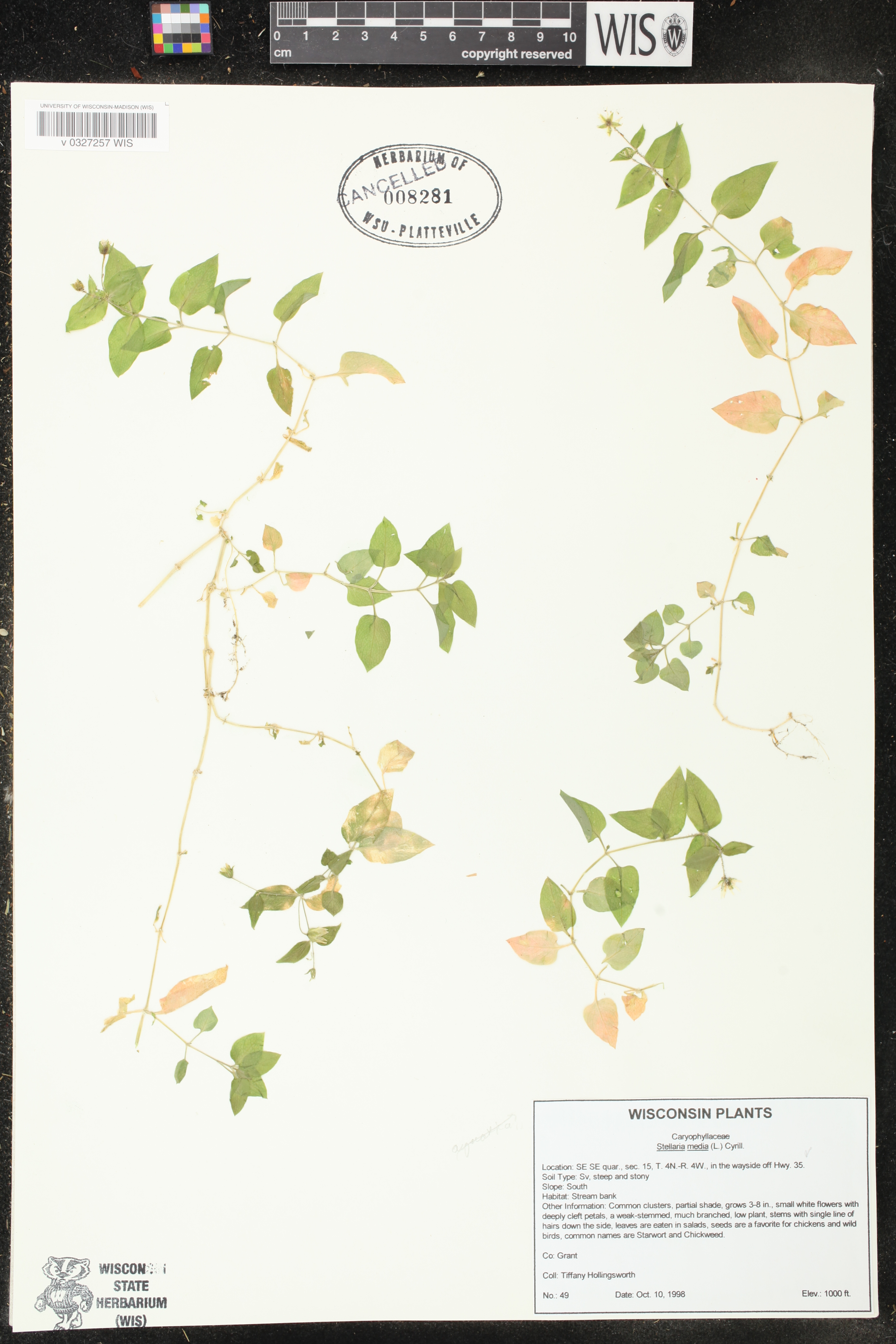 Stellaria media image