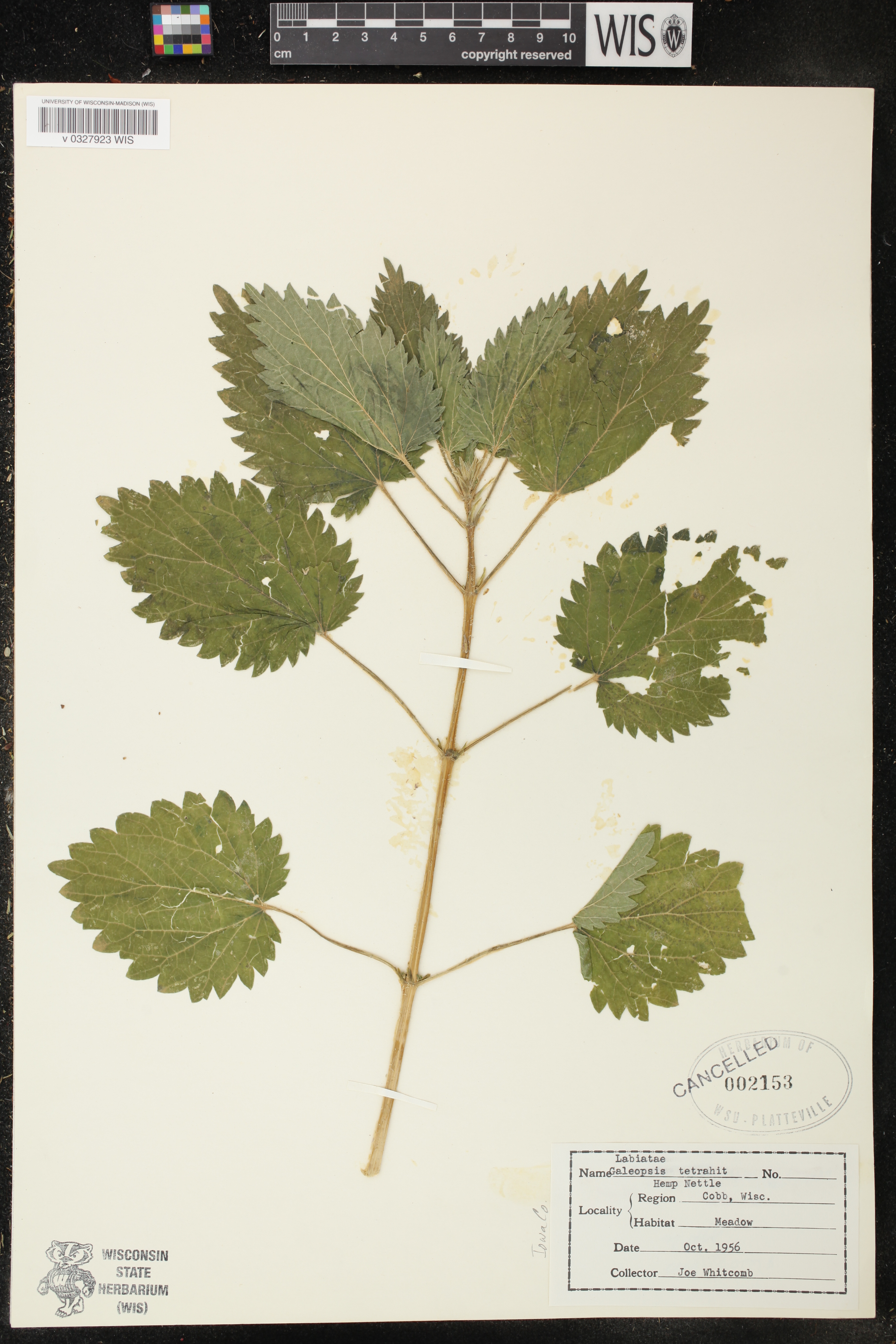 Urtica dioica image