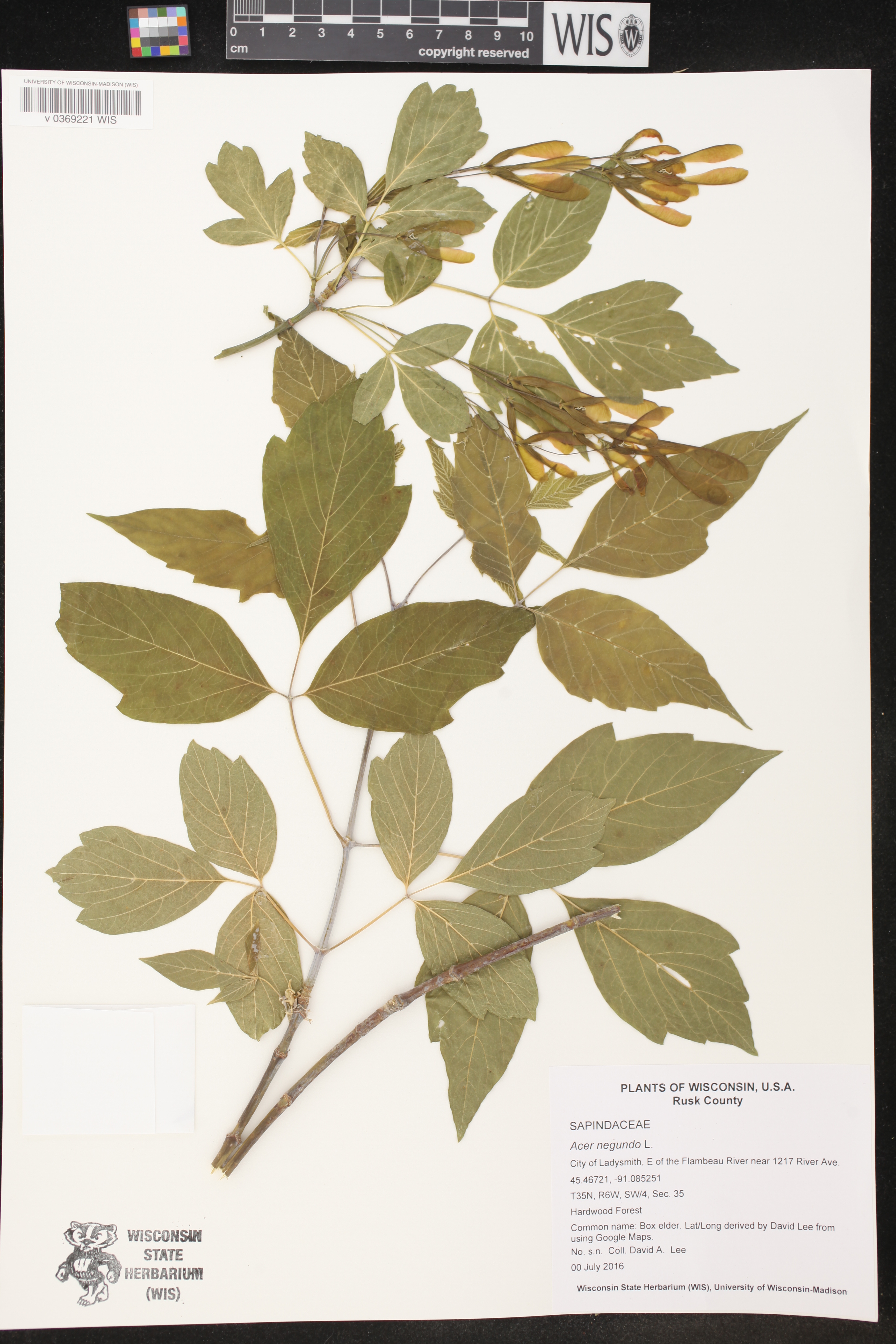 Acer negundo image