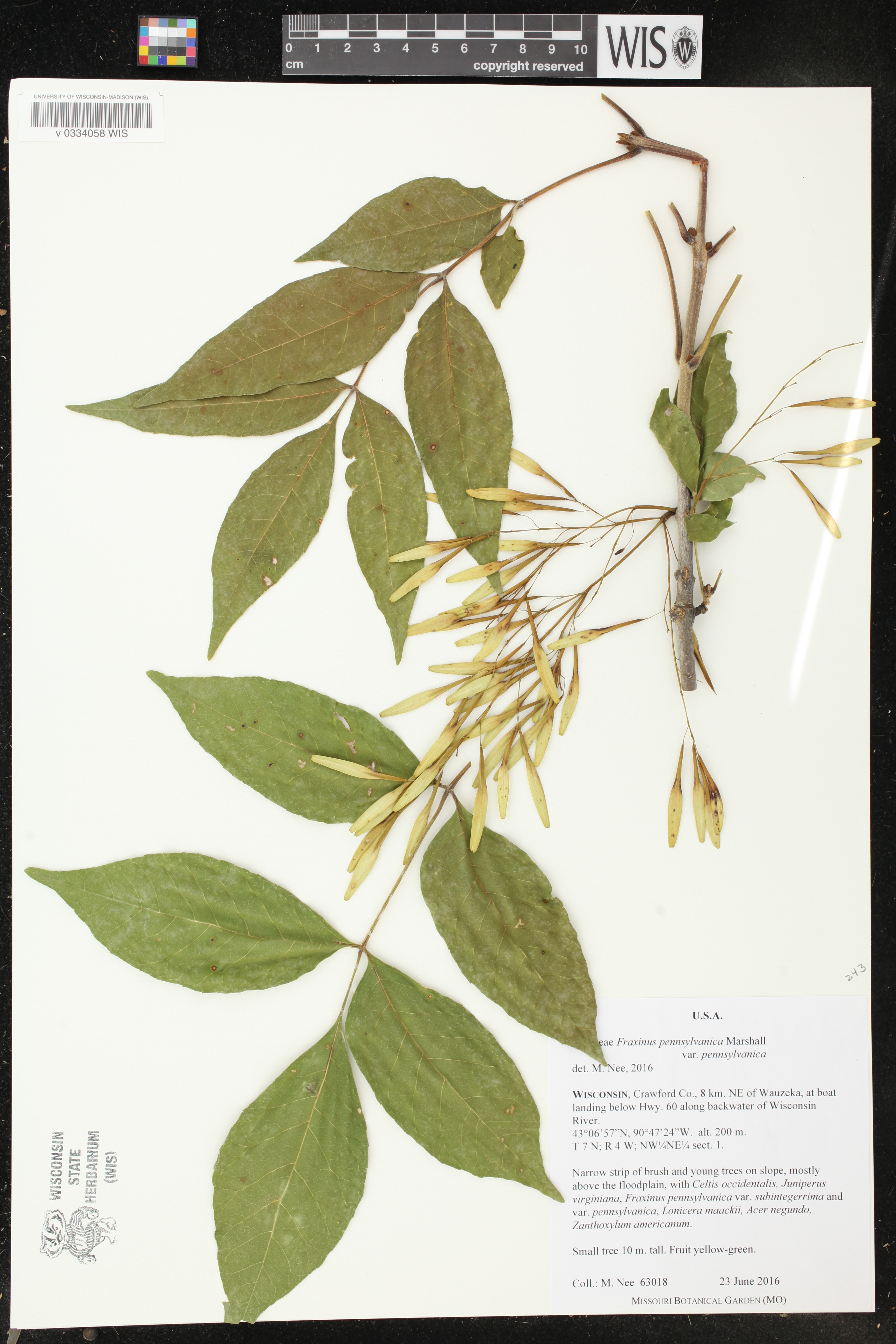 Fraxinus pennsylvanica image